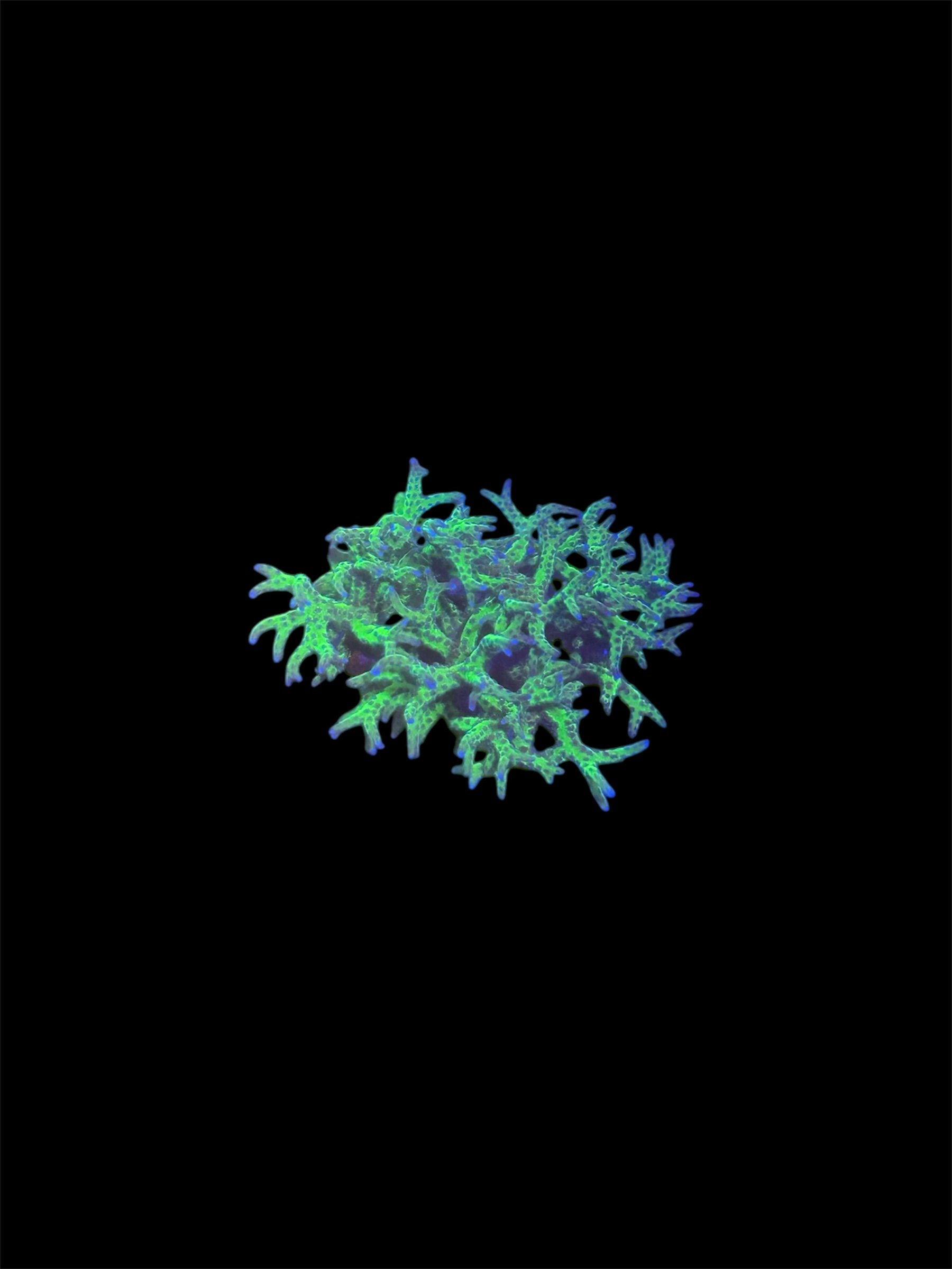A4D84F8E-C2FA-4107-96FD-6467E43C97F3.jpeg