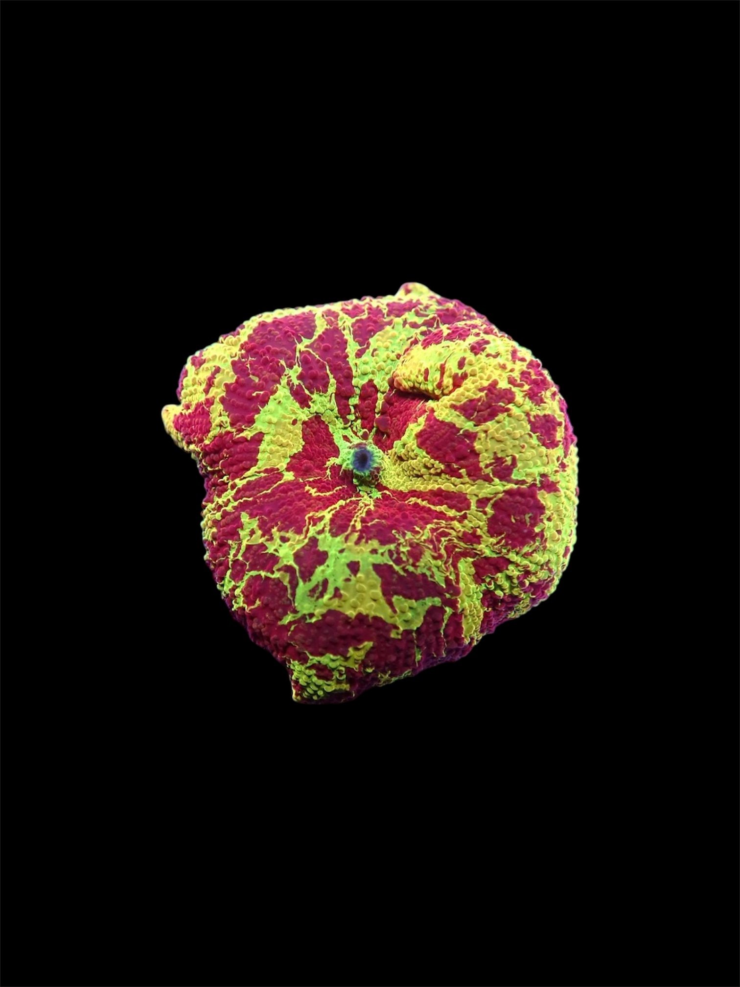 F135BFE9-A5E2-4F88-B23D-9EC0760DE98D.jpeg