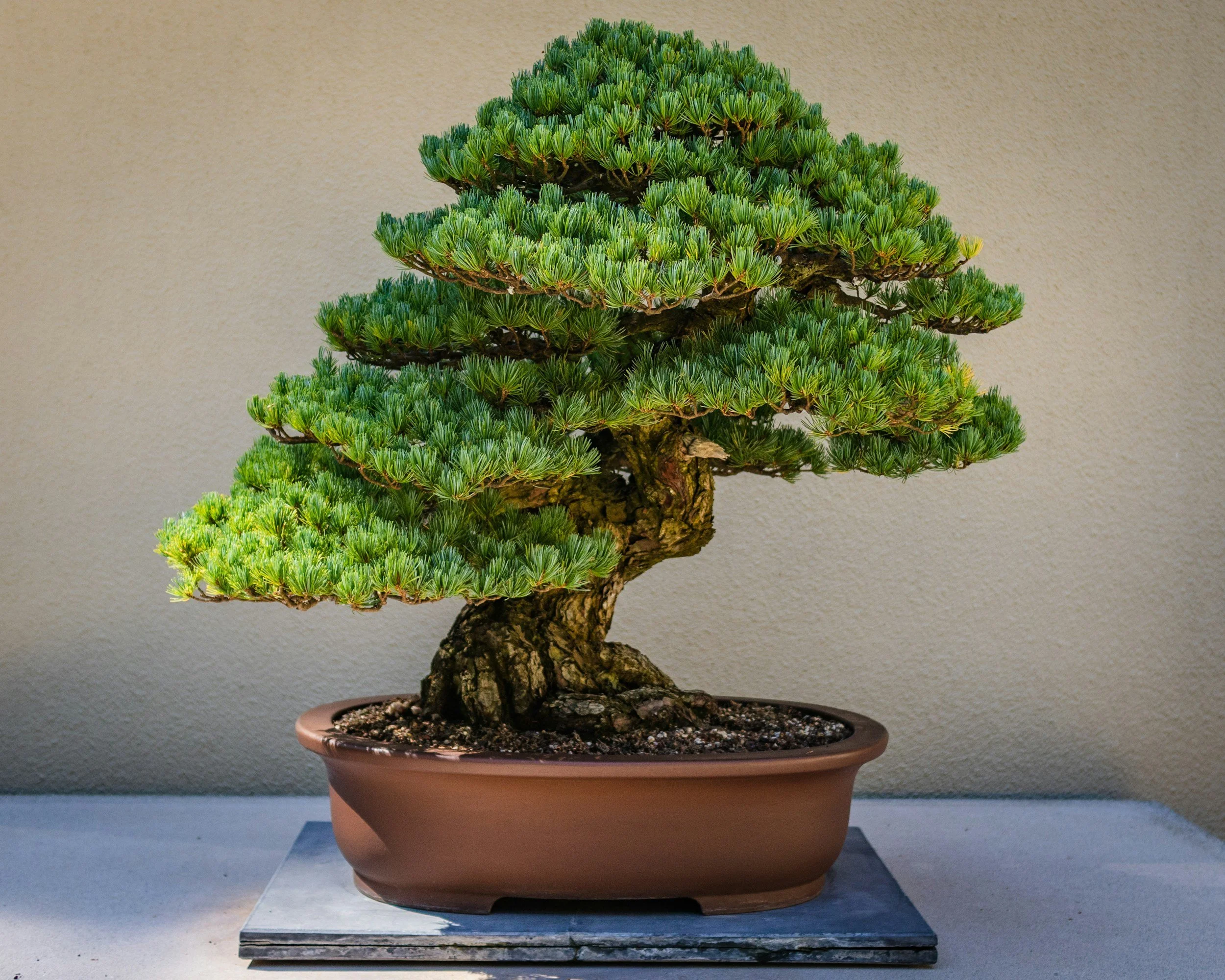 Bonsai Workshop