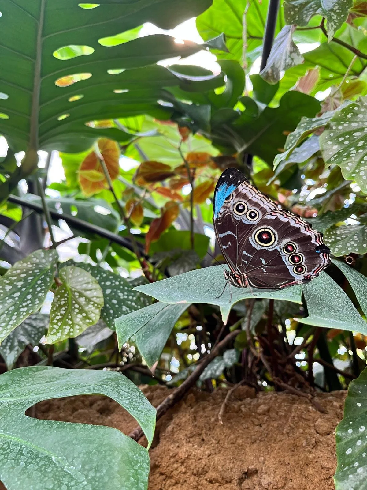 Insectarium.jpeg