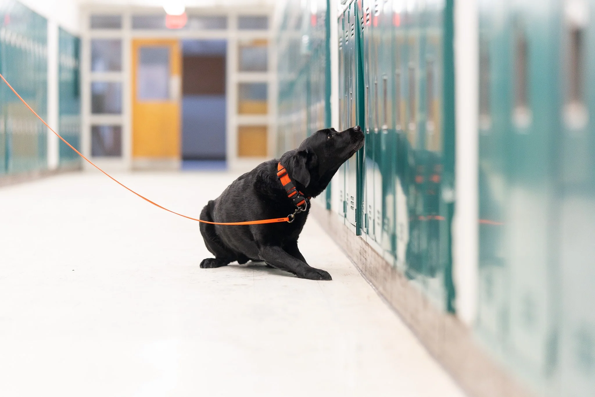 Black lab searching lockers indoors