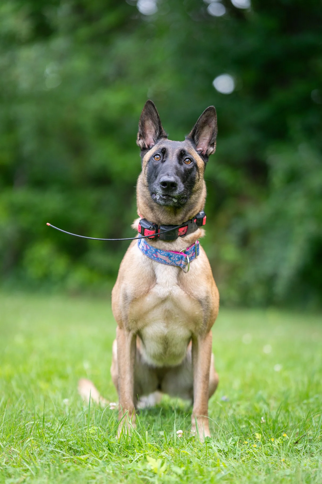 A Belgian Malinois dog with a tan coat, black face, and large pointed ears standing on green grass in a park with a blurred green background.