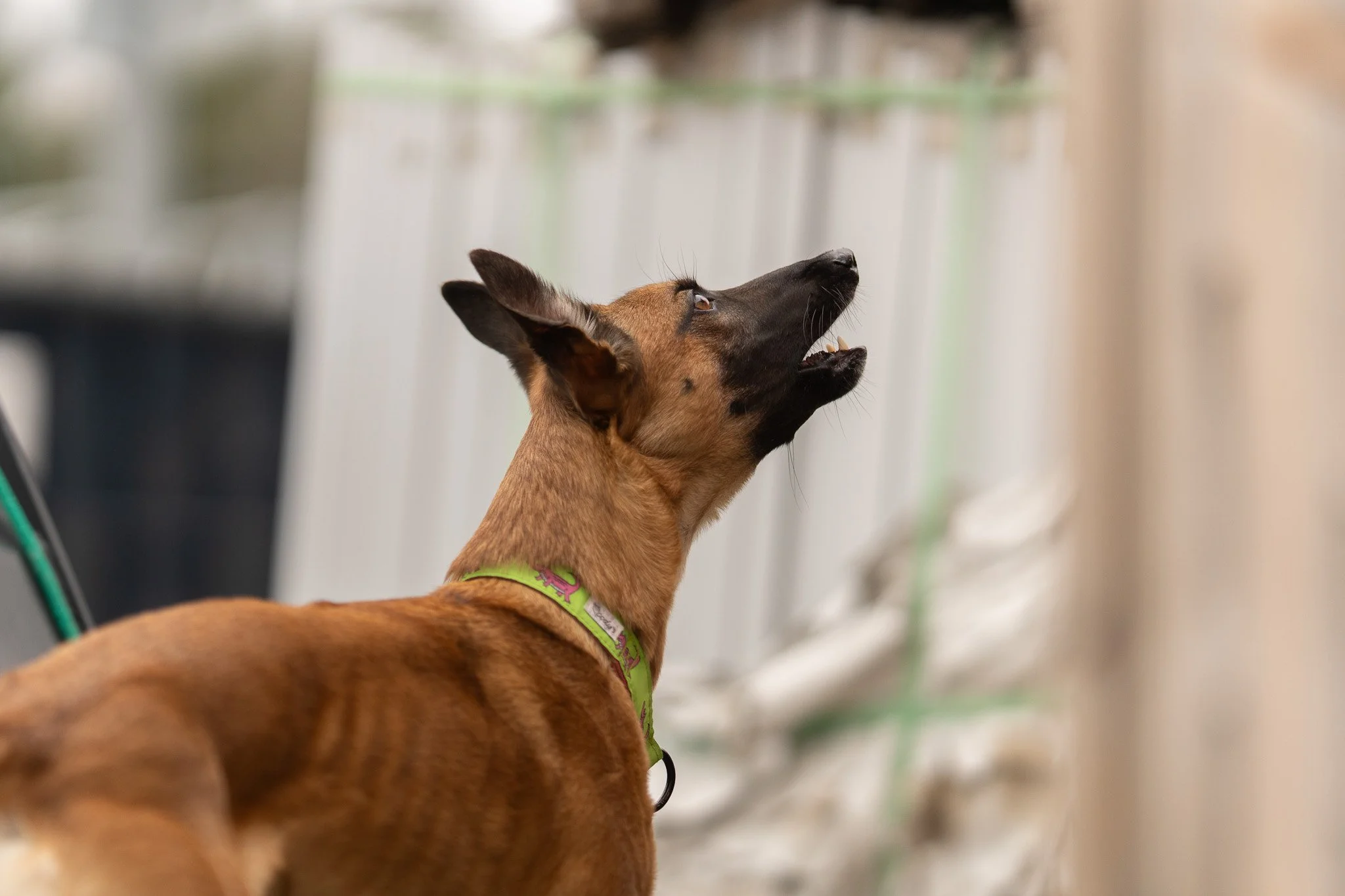 A brown dog with a black muzzle and upright ears wearing a green harness, looking upward. Blurred background with a white wall and some greenery.
