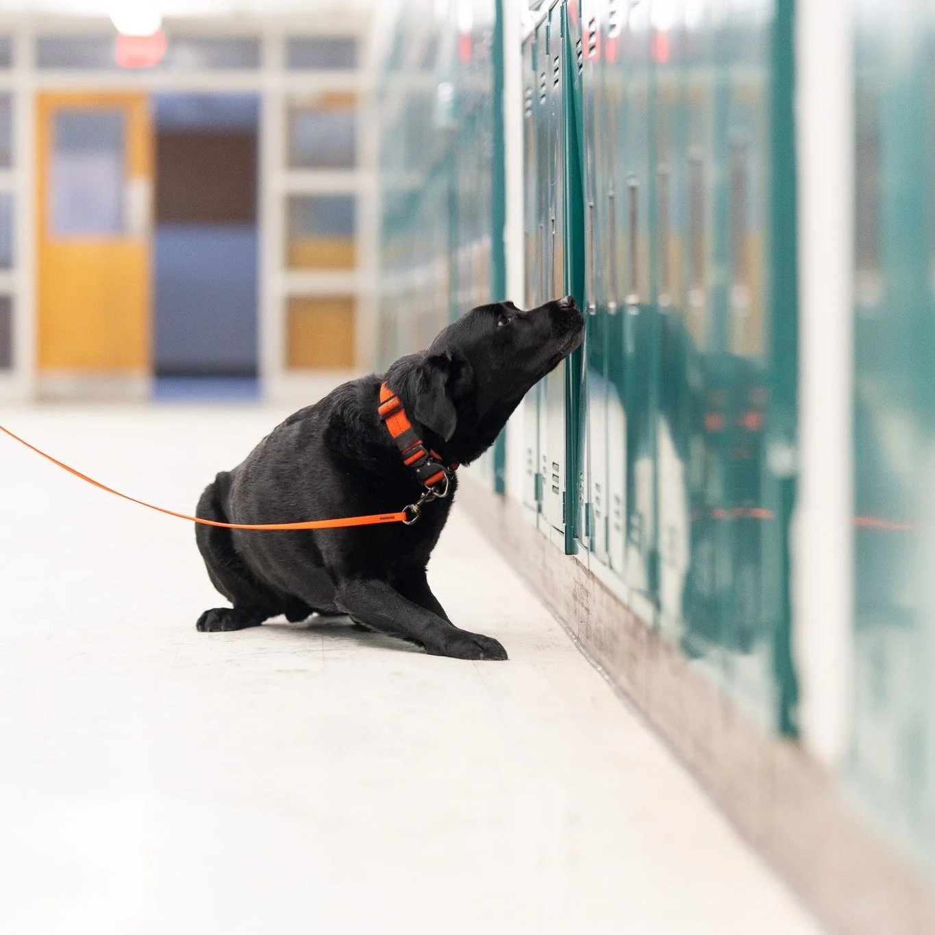A black Labrador Retriever dog wearing an orange collar and leash, sitting on the floor of a school hallway, sniffing and looking at a row of green lockers.