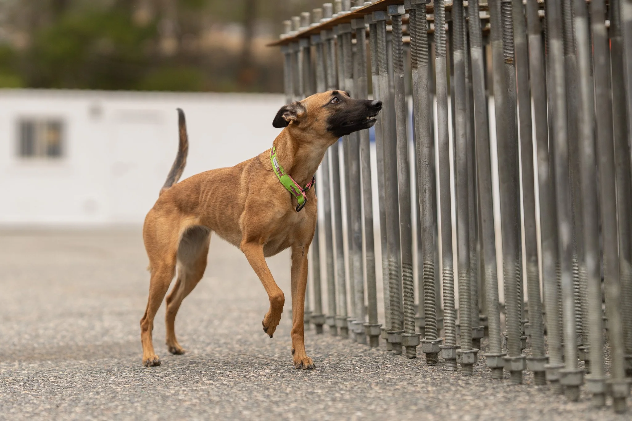 K9 searching an outdoor construction area