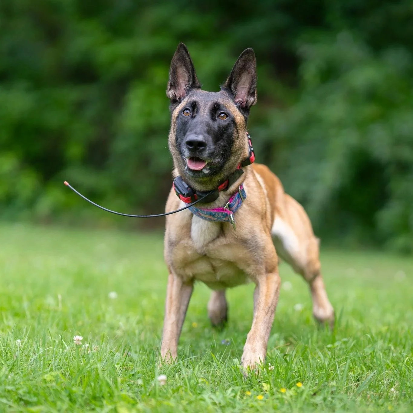 A Belgian Malinois dog standing on a grassy field with a background of blurred green trees, wearing a colorful collar and a red harness with a leash attached.