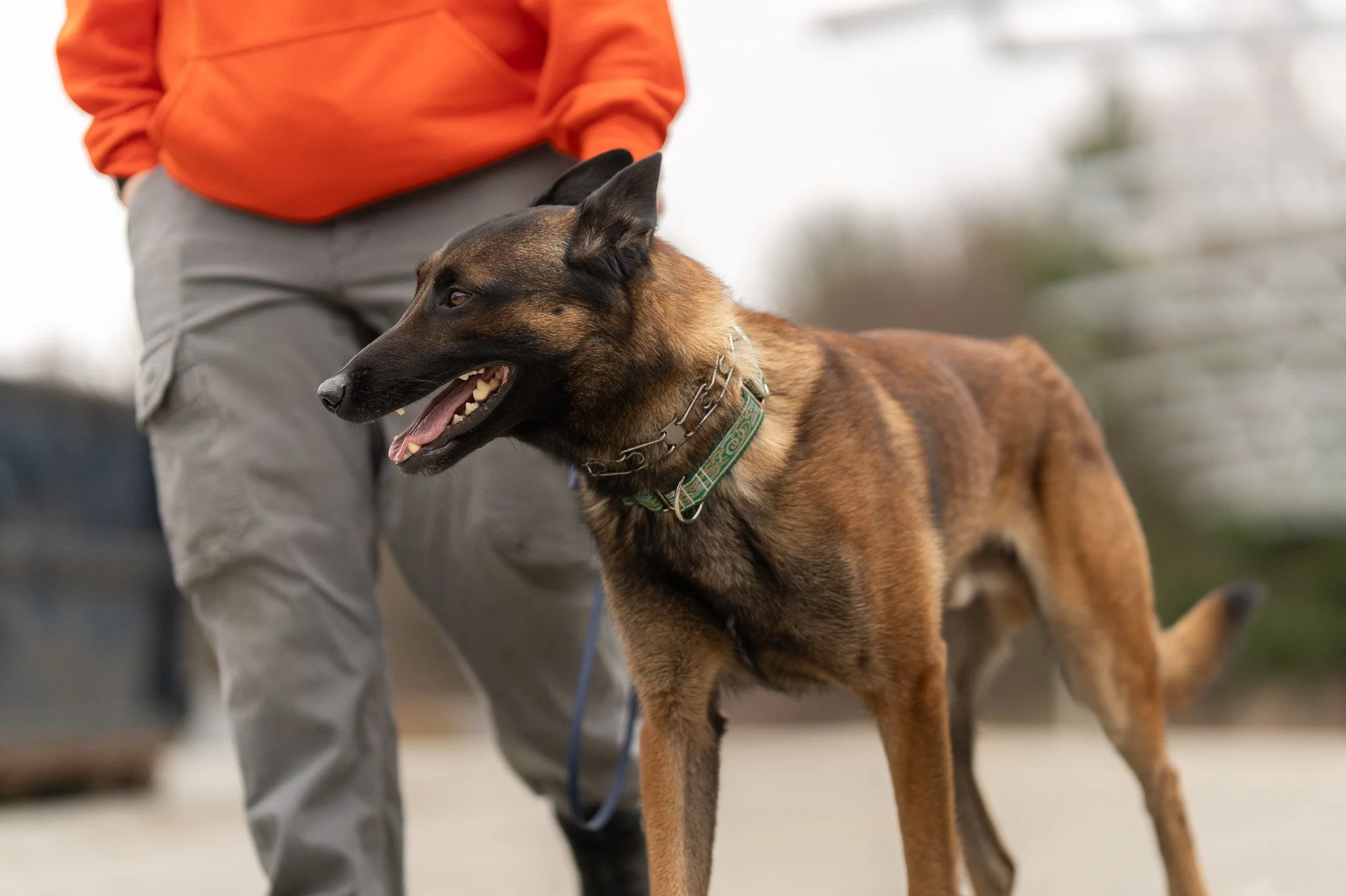 A person in an orange jacket and gray pants walking a Belgian Malinois dog on a leash outside on a cloudy day.