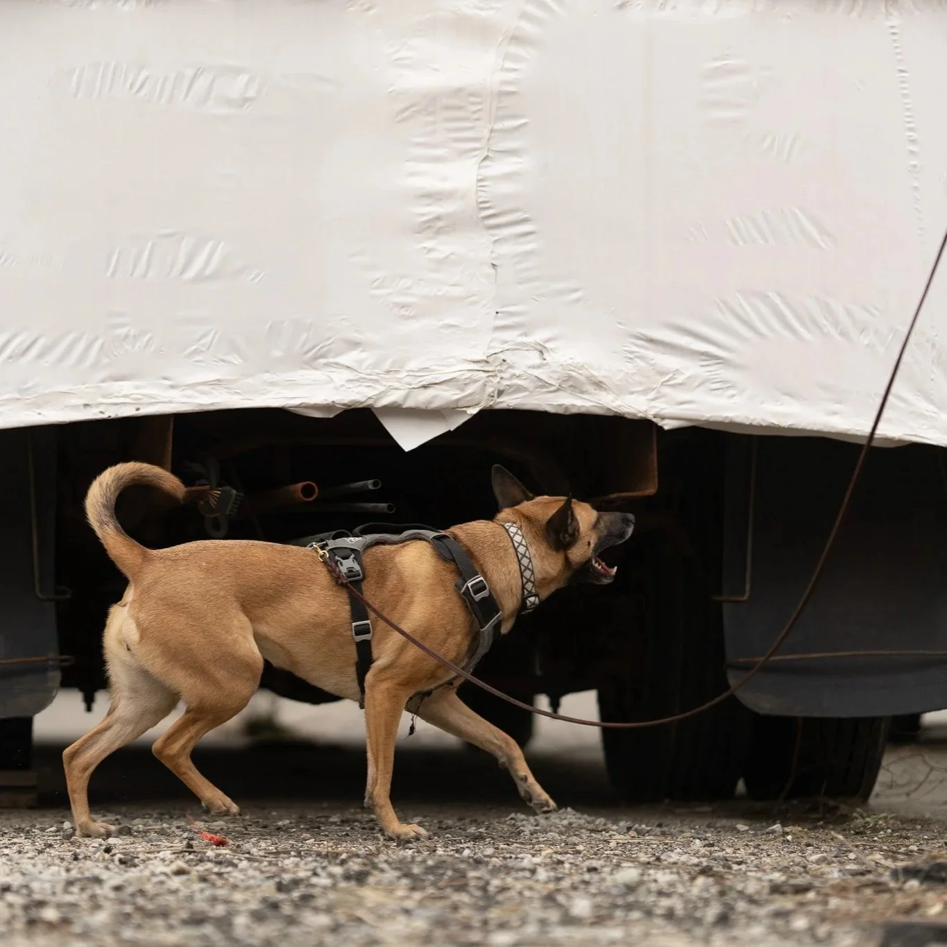 A tan dog wearing a harness and leash walking under a car with a white tarp or cover on top.