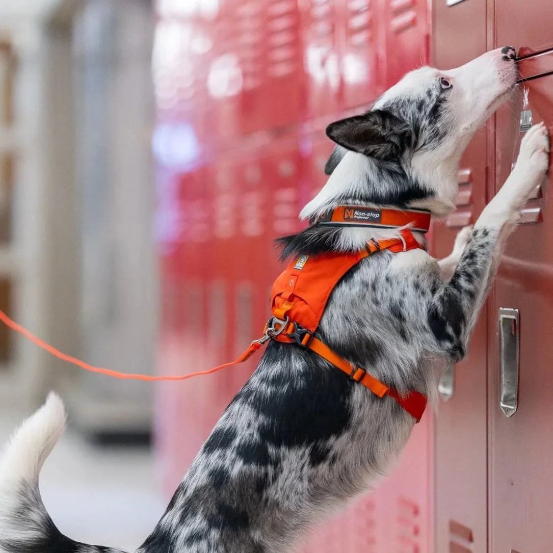 A dog, likely a border collie, wearing an orange service vest, is trying to open or reach into a red locker at a school hallway.