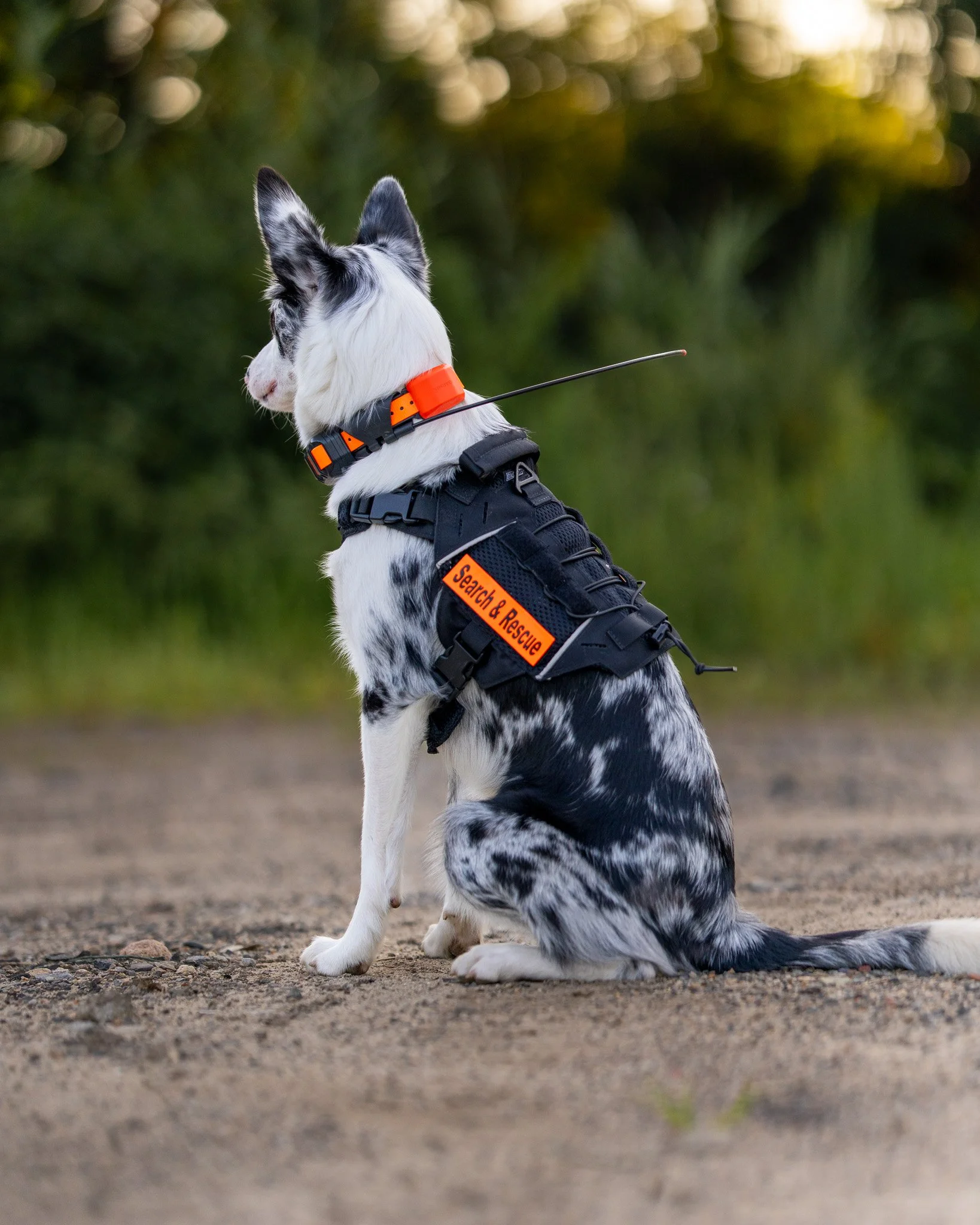 A black and white dog, sitting on a dirt ground with a harness labeled 'Search & Rescue,' looking to the left with ears upright, against a blurry green and yellow background.