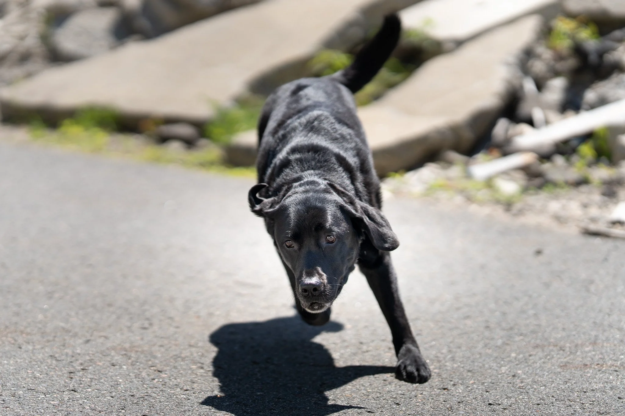 A black and gray puppy runs toward the camera on a paved outdoor surface with rocks and greenery in the background.