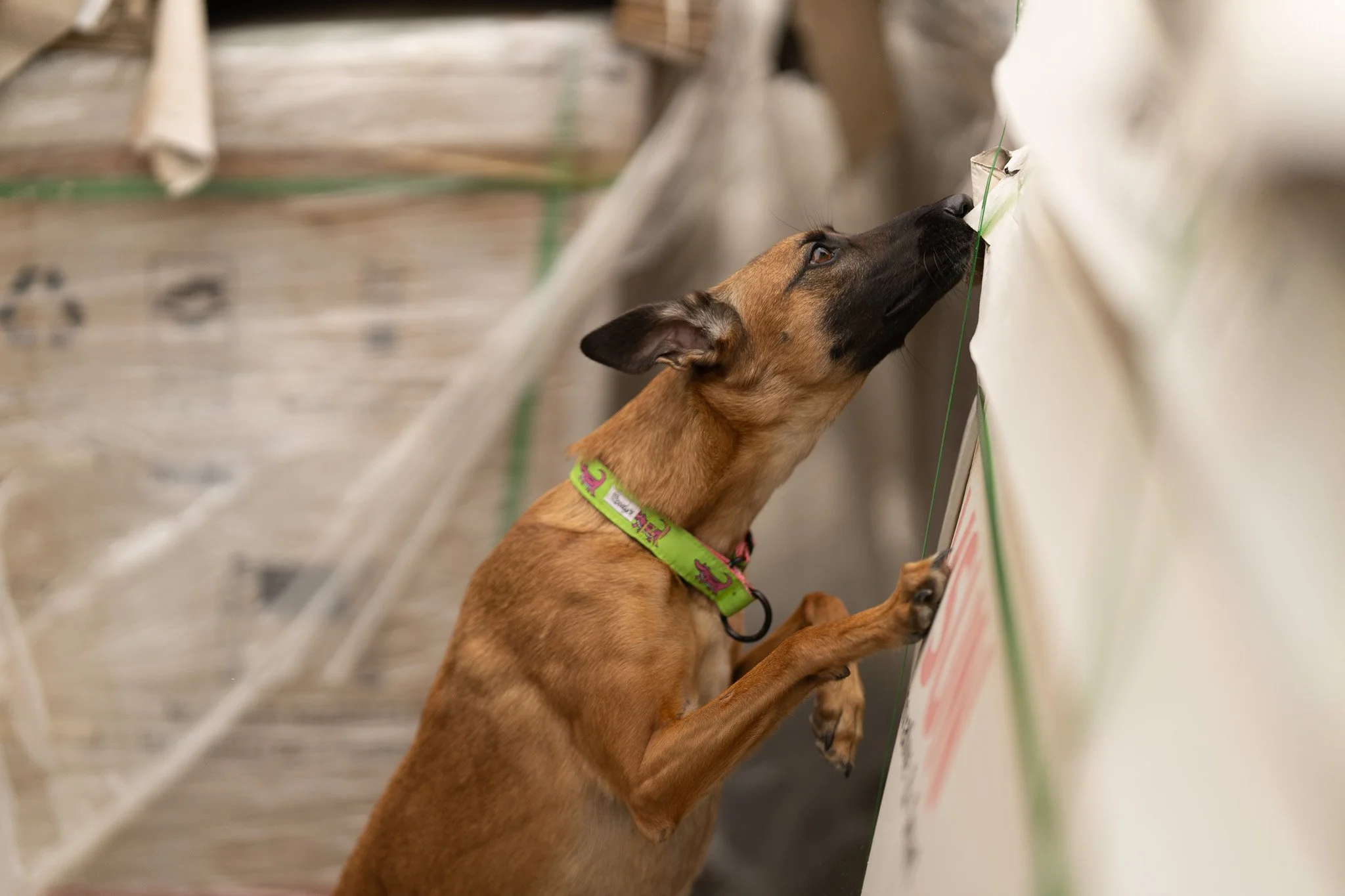 A brown dog with a green collar standing on its hind legs, reaching and sniffing a bulletin board or display wall.