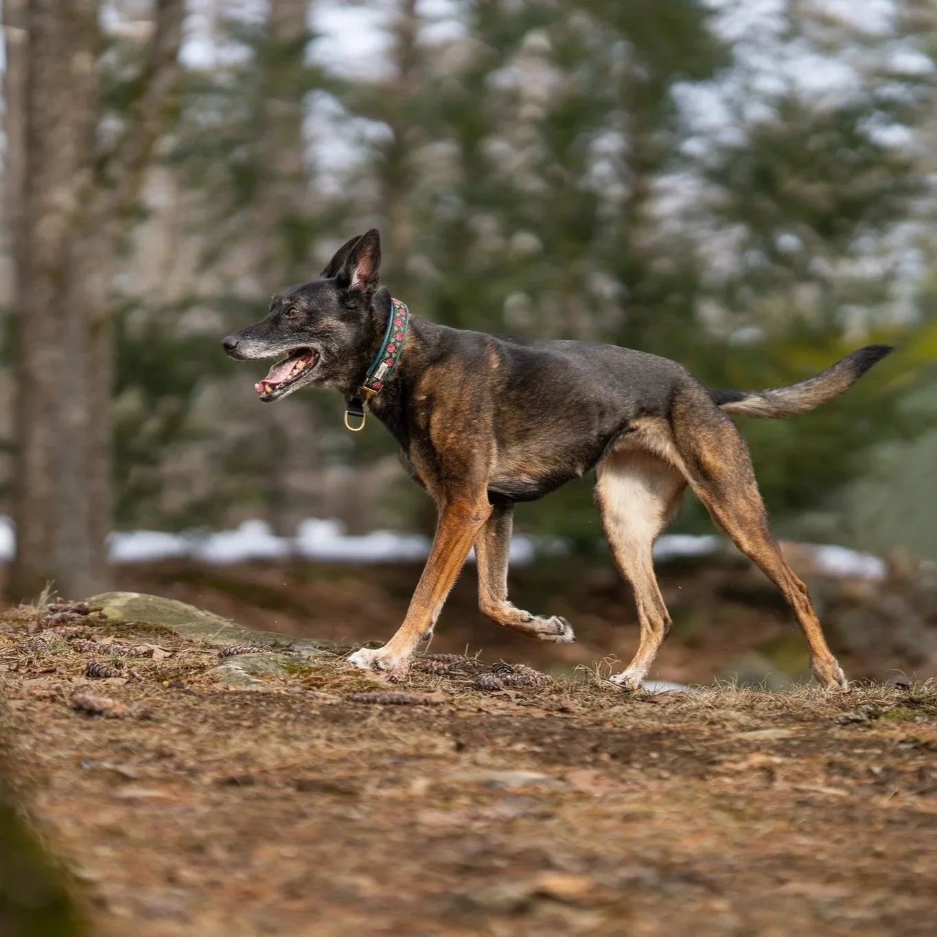 A dog, possibly a Belgian Malinois, walking outdoors on a dirt path with trees in the background.