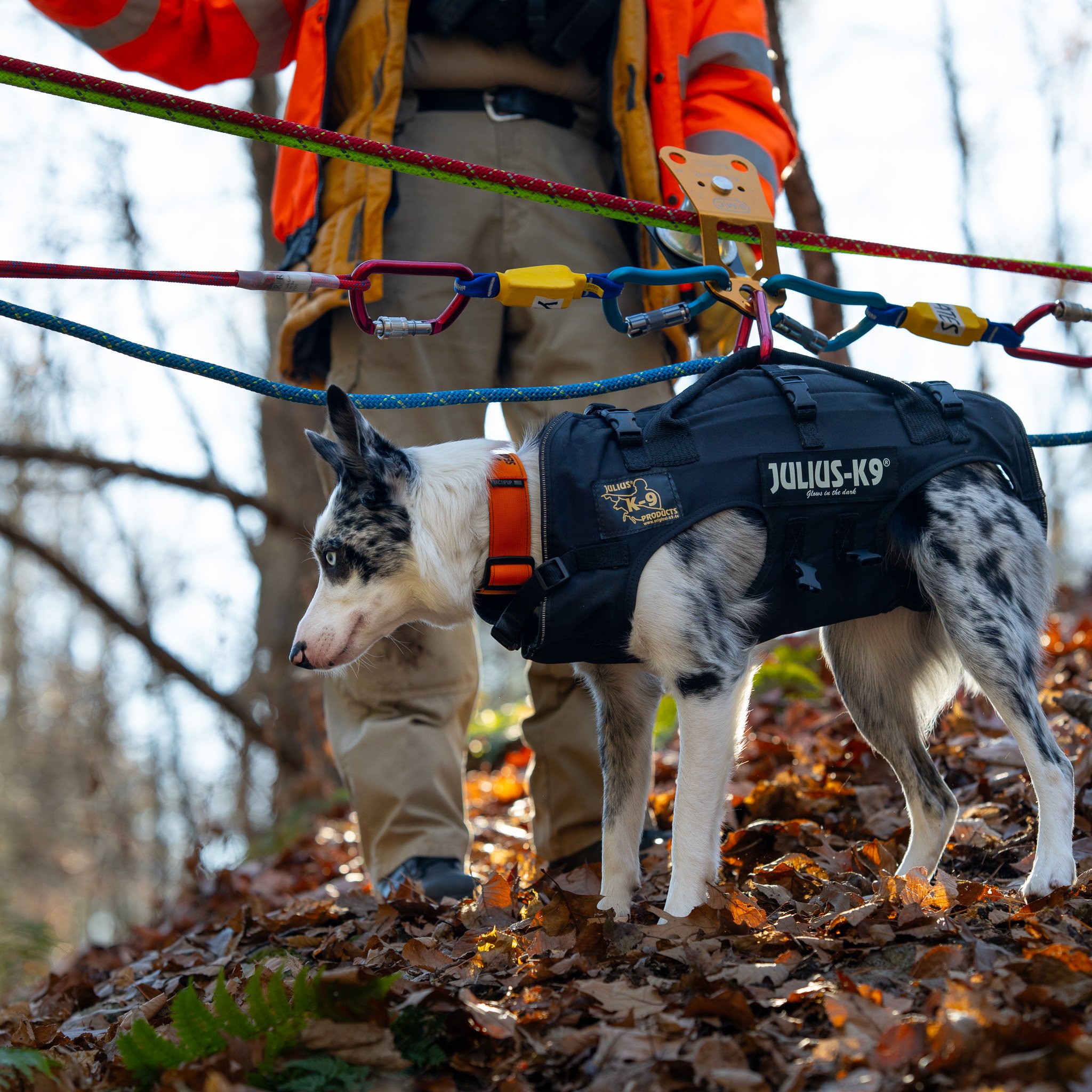 Border Collie in a Rapelling harness