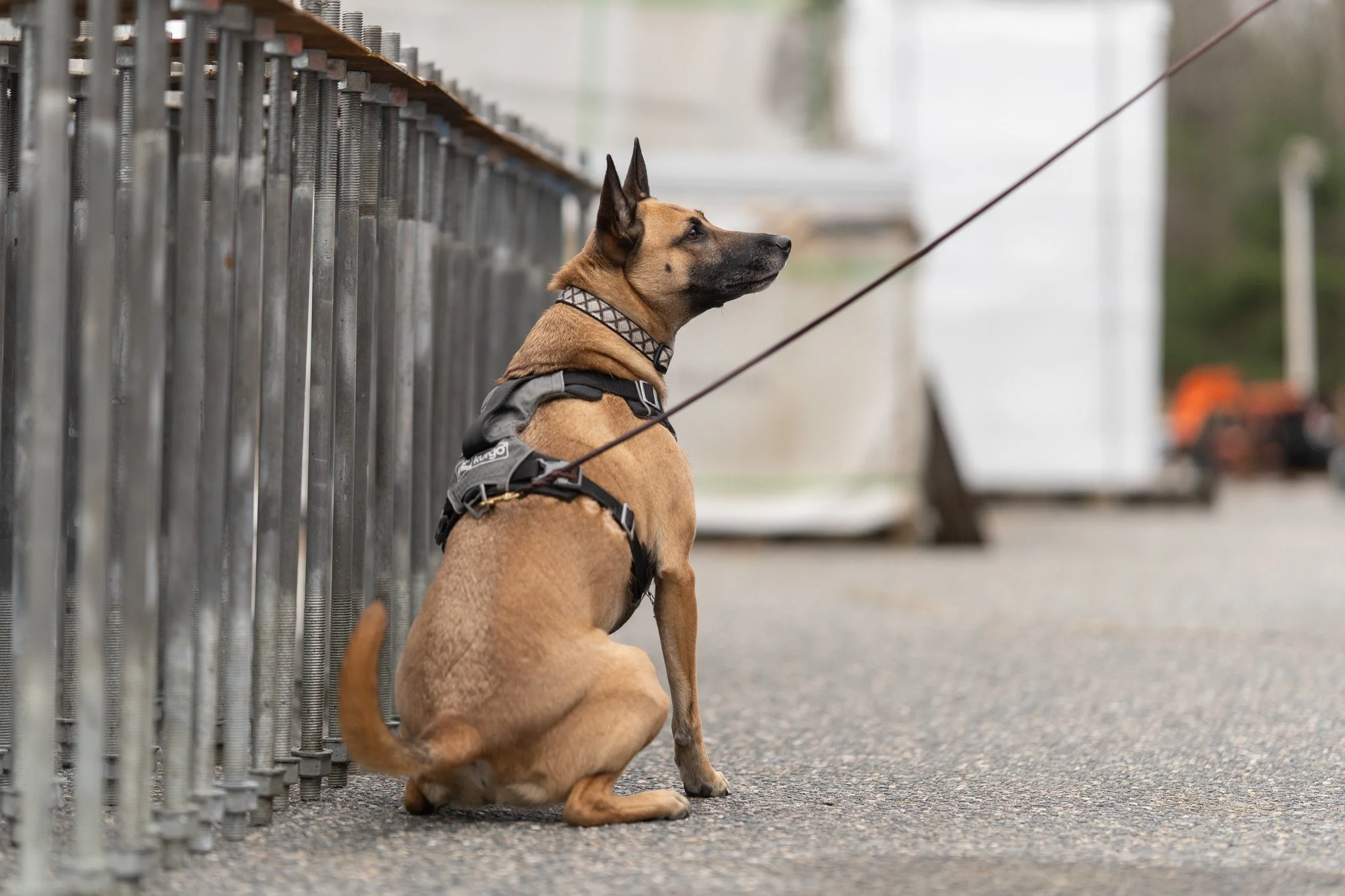 A tan dog with a black muzzle and tall ears, sitting on the ground near a metal fence, wearing a harness and looking to the right.