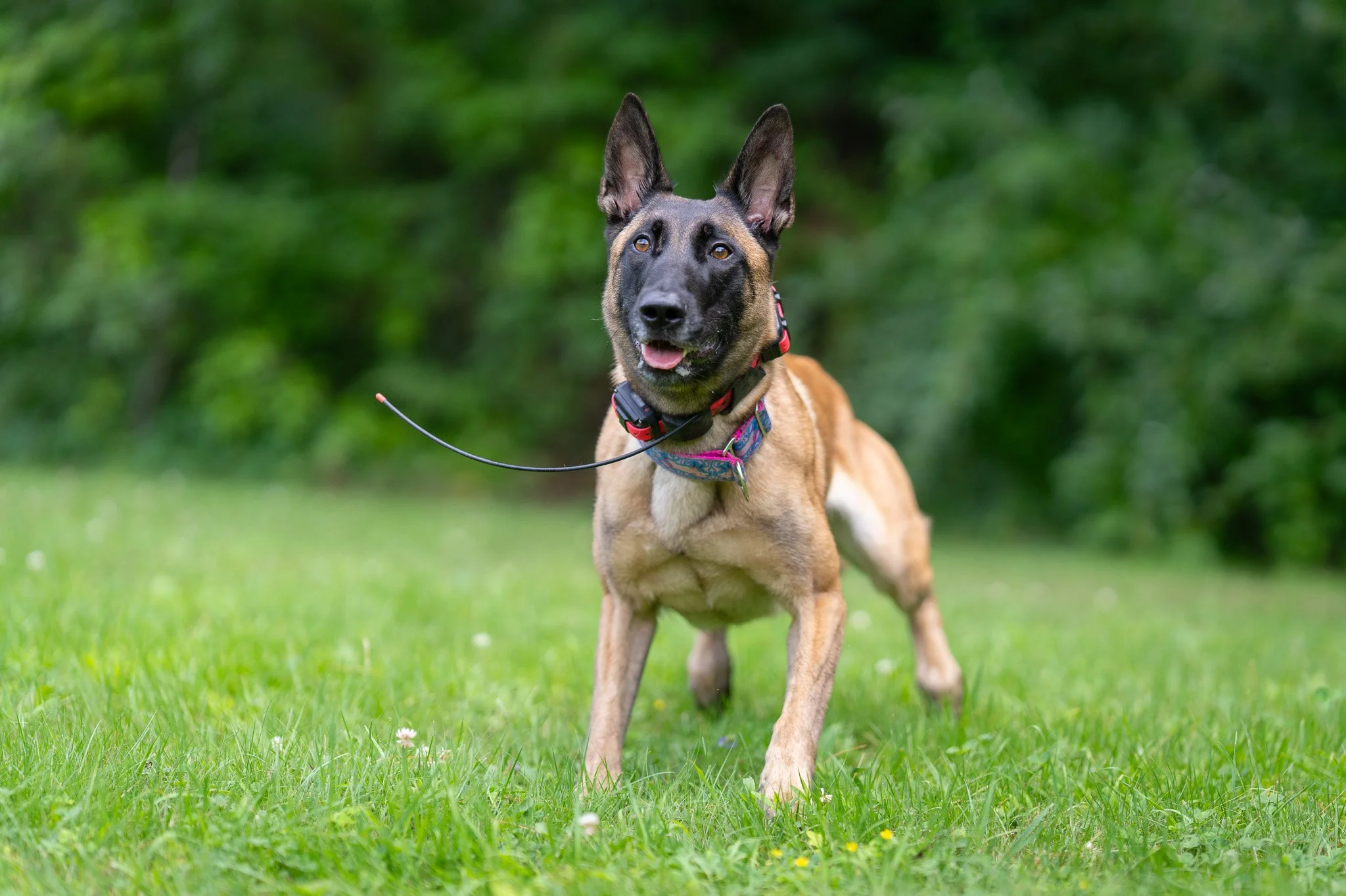 Malinois looking at the camera wearing a GPS collar