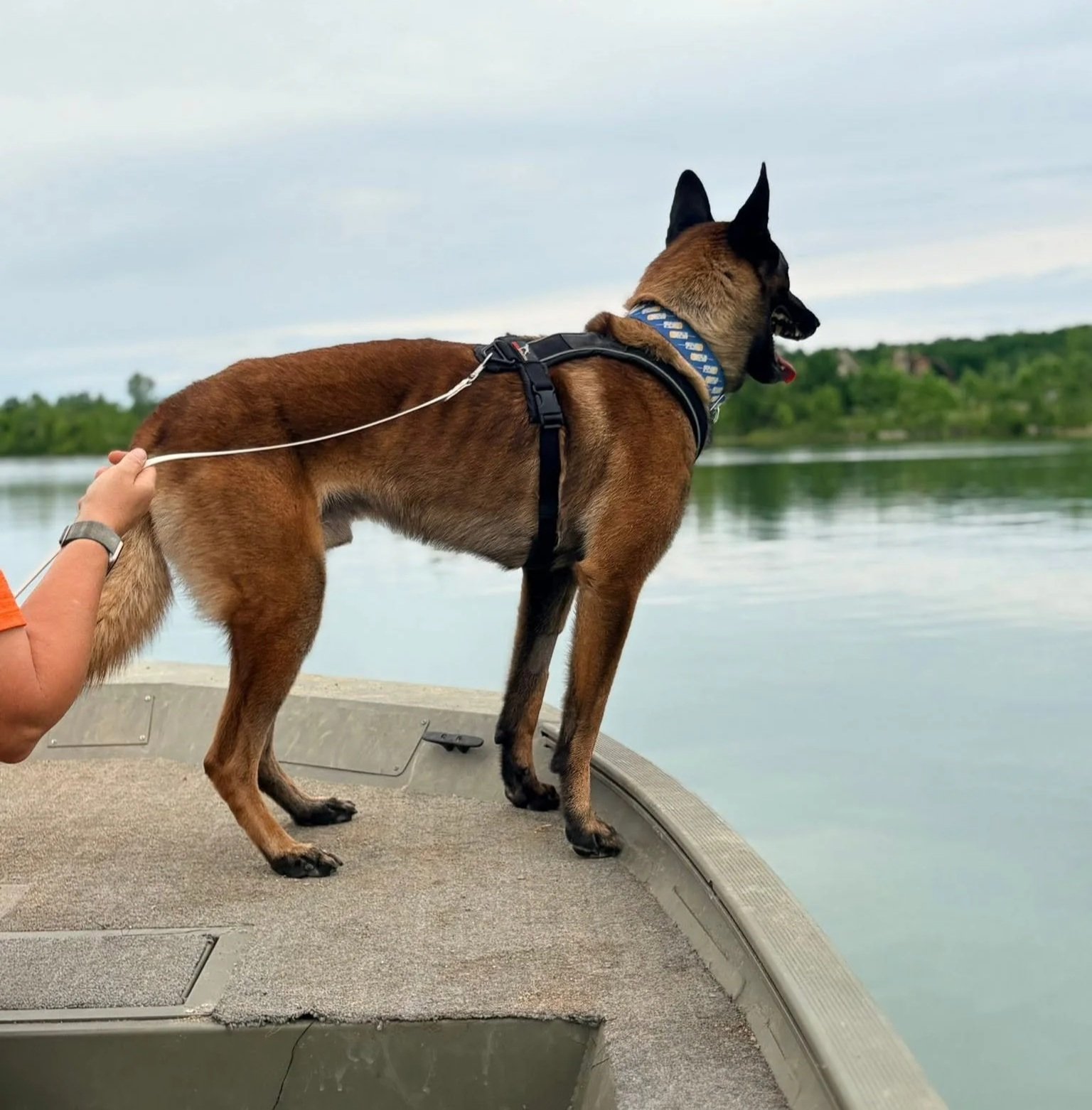 A Belgian Malinois dog wearing a harness on a boat, looking out over a body of water with green trees in the background. The dog is standing on the edge of the boat, with a person's hand holding its tail.