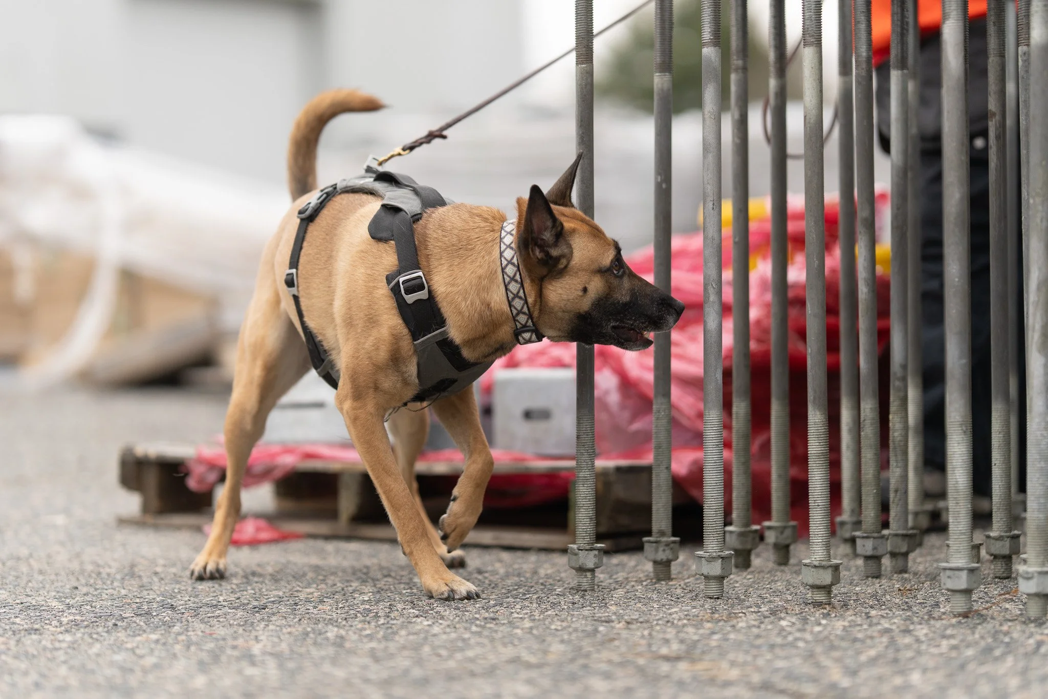 Dog with a harness sniffing at a metal fence at an animal shelter or kennel facility.