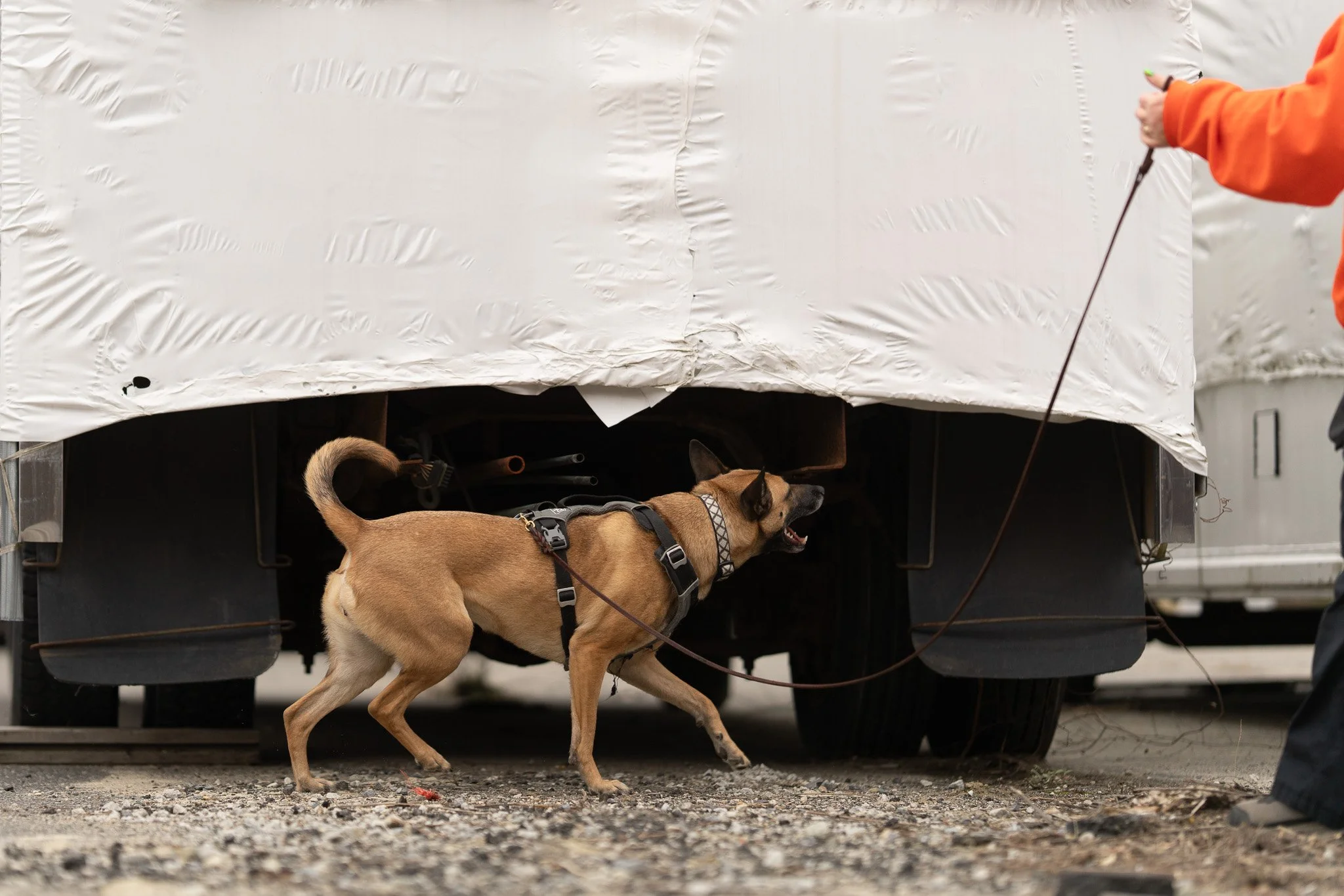 Search K9 checking vehicle