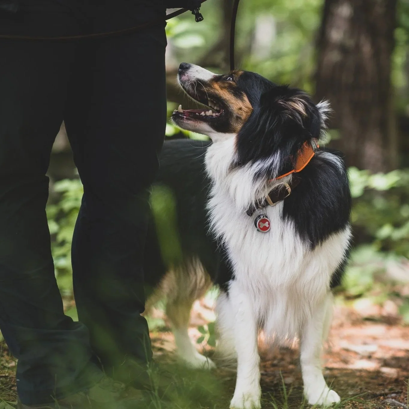 A dog with black, white, and brown fur looking up at a person in a wooded area.