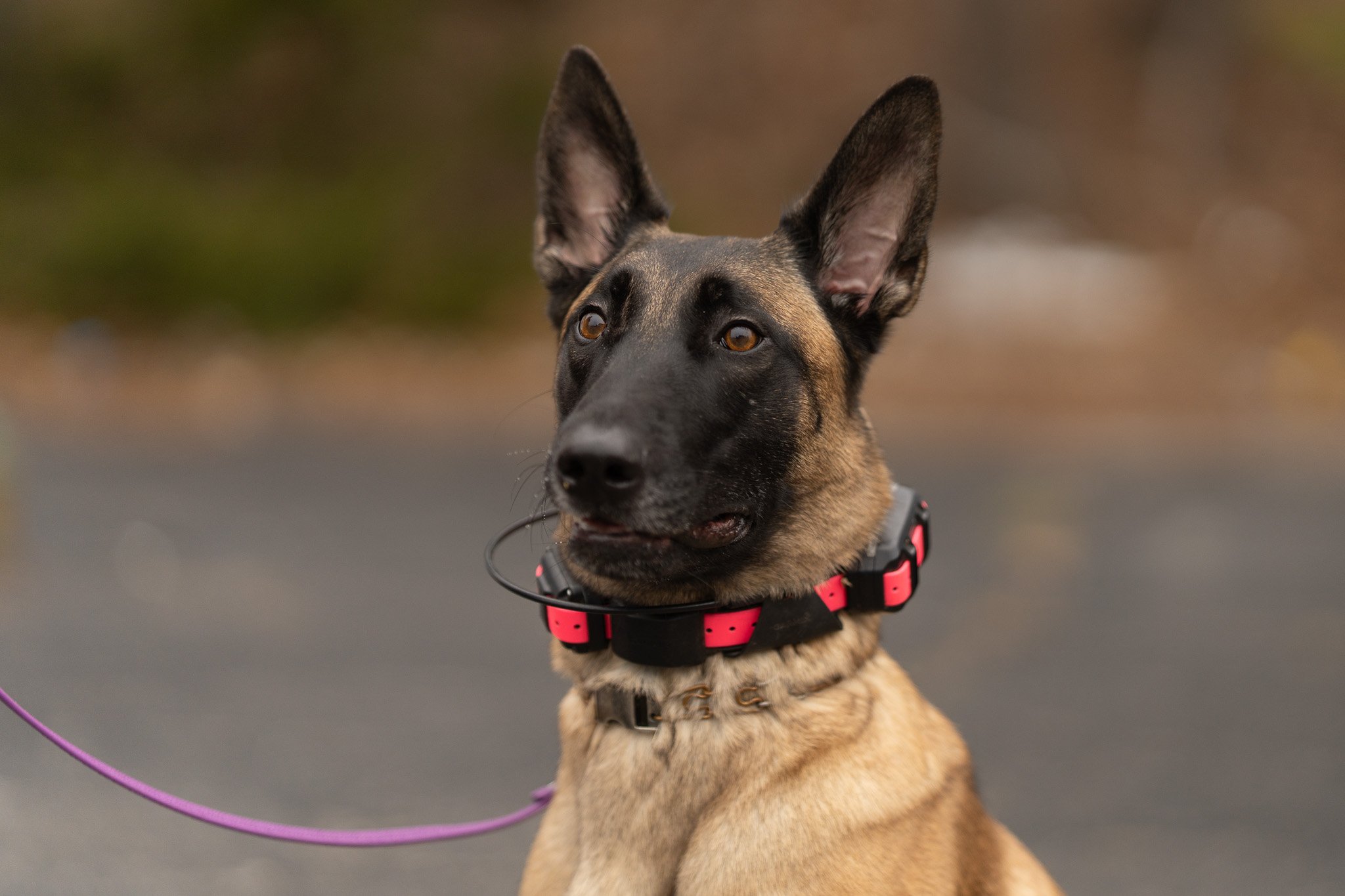 A Belgian Malinois dog wearing a red and black harness, standing outdoors on a leash, with large ears and attentive expression, against a blurred background.