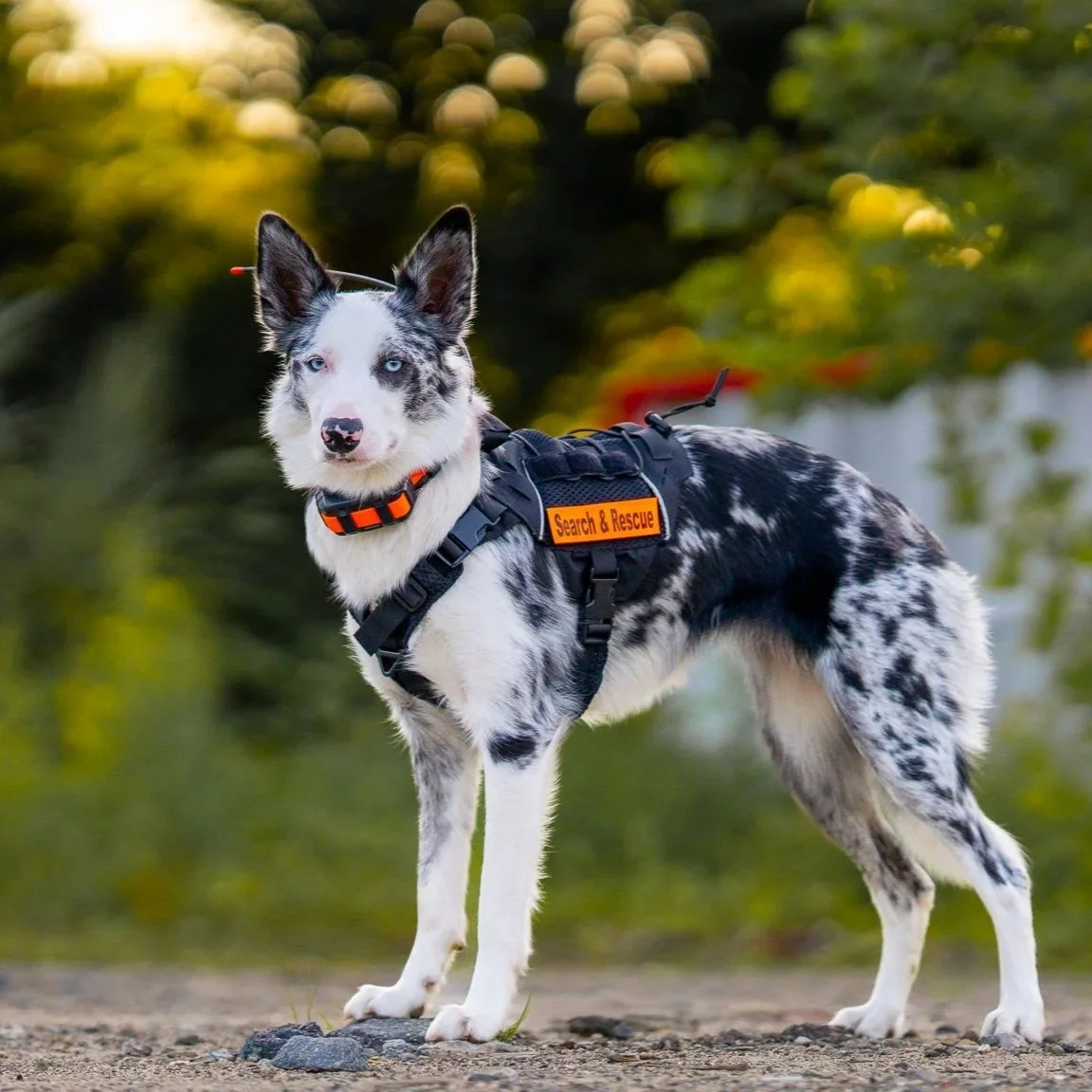 A merle and white Australian Shepherd dog wearing a search and rescue harness and collar, standing on a trail with blurred greenery in the background.