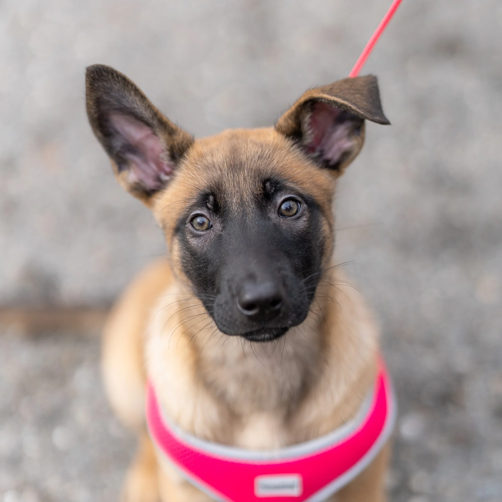 A close-up of a dog's face with large ears, looking up. The dog is standing on a textured gray surface, with a red leash attached to its collar.