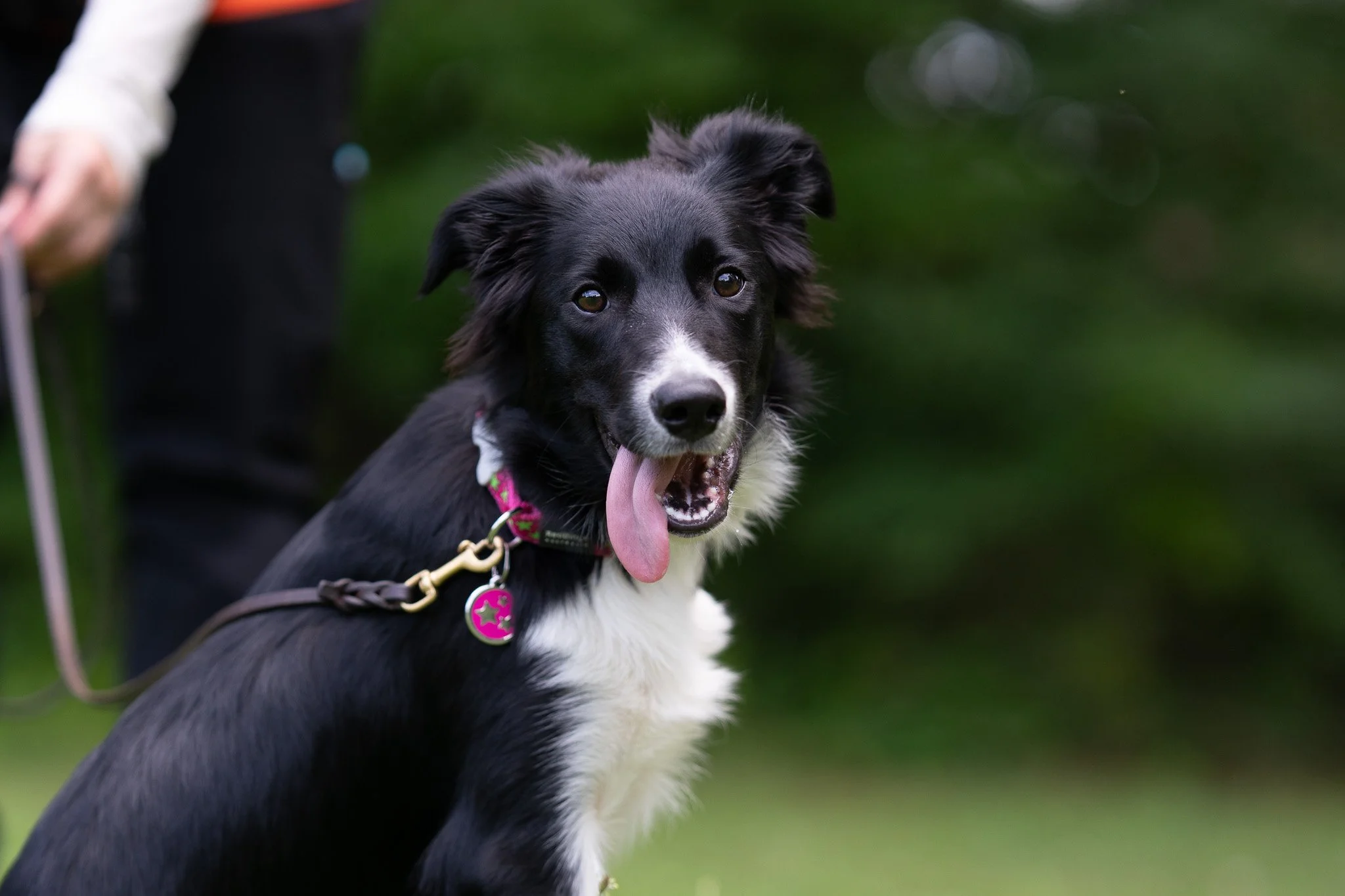 Black and white Border Collie looking at the camera