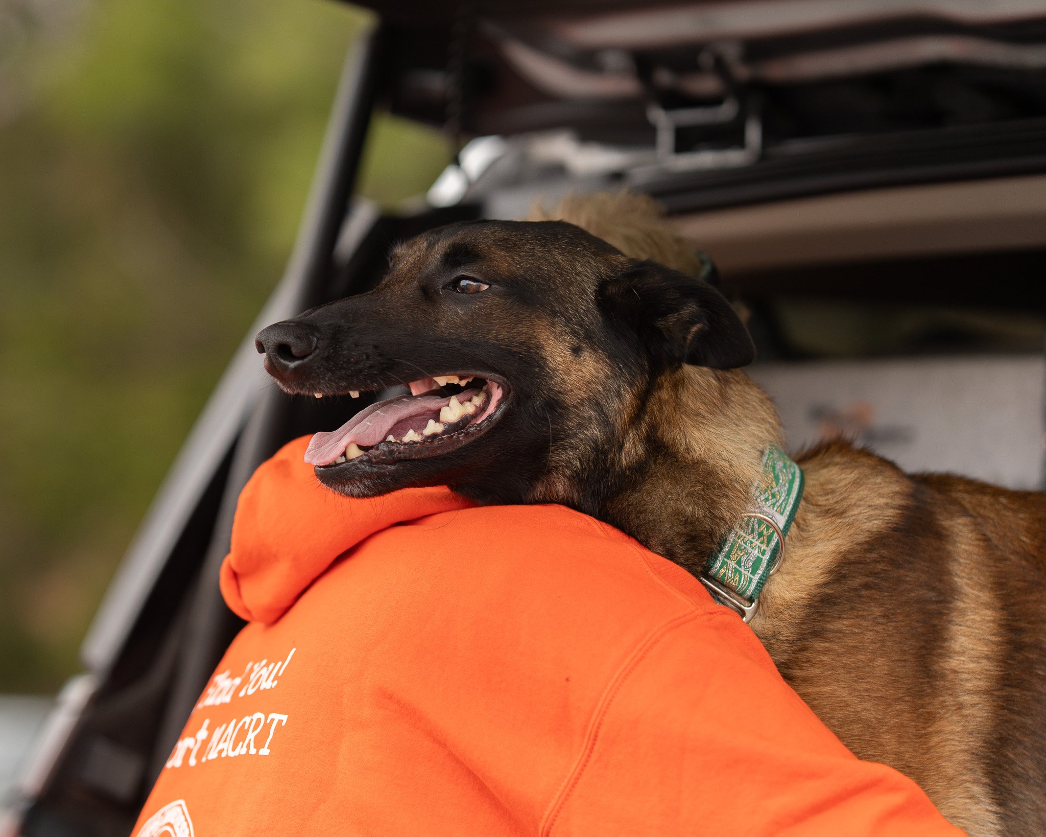 A dog with a brown and black coat, sitting on a person's lap. The dog is wearing a green patterned bandana and appears to be relaxed and happy, with its tongue out. The person is wearing an orange shirt.