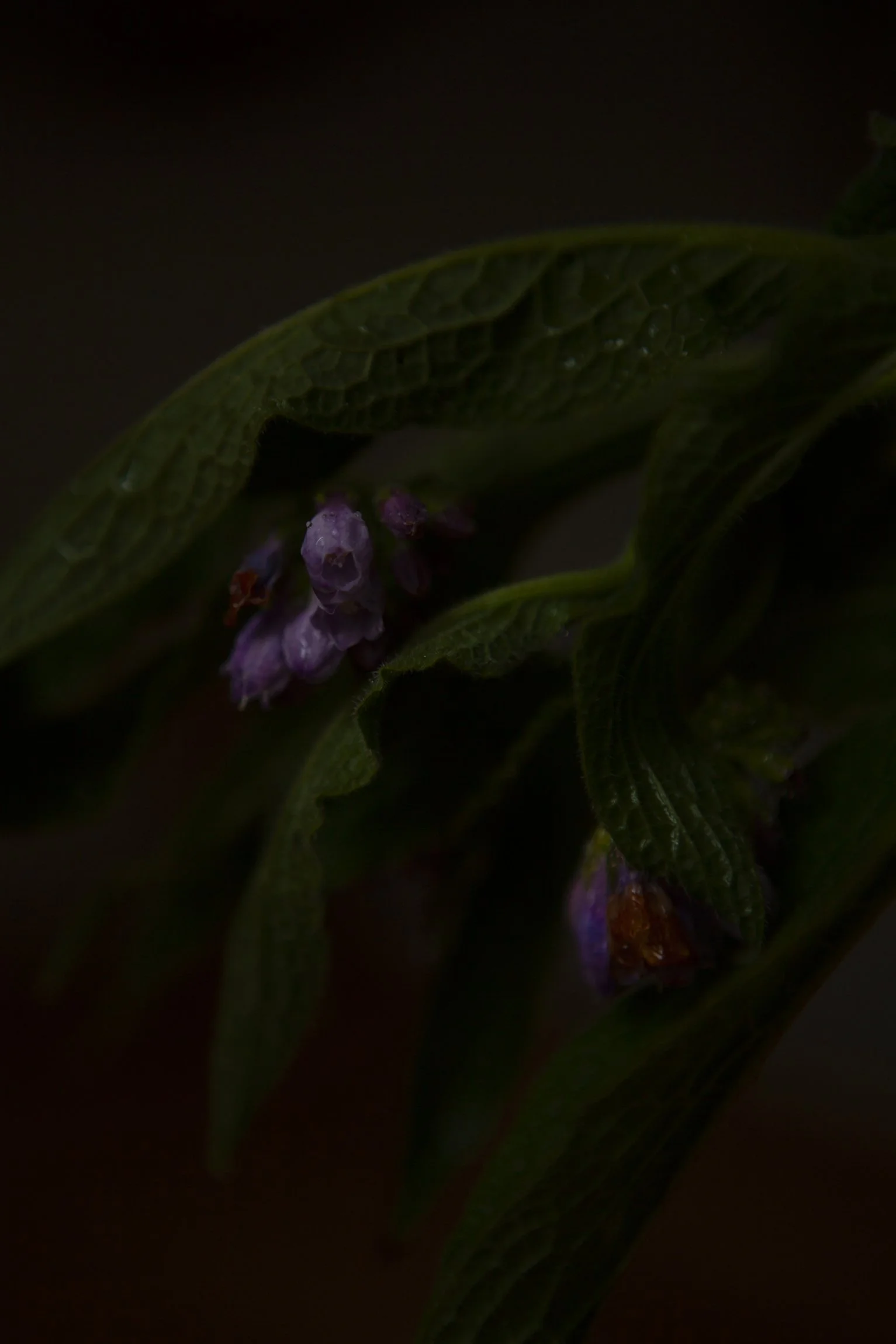 CMarchbank_ShotInIsolation_April 28_II.jpg