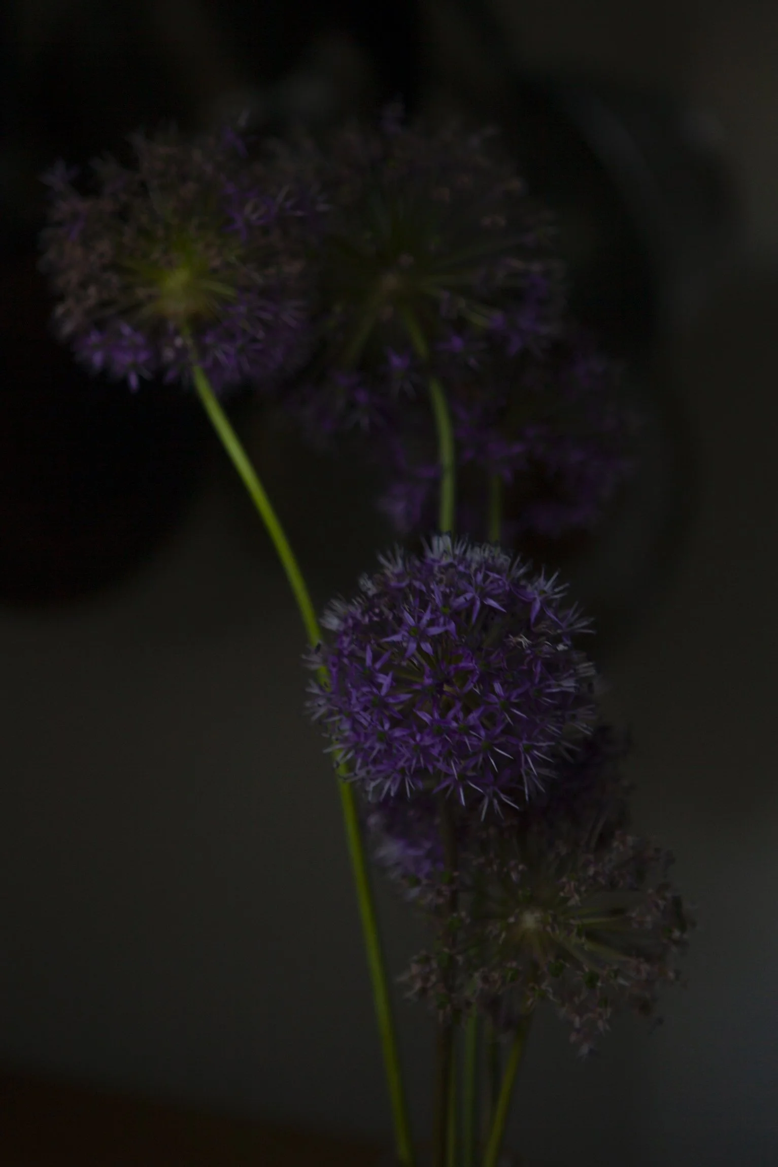 CMarchbank_ShotInIsolation_May 13_II.jpg