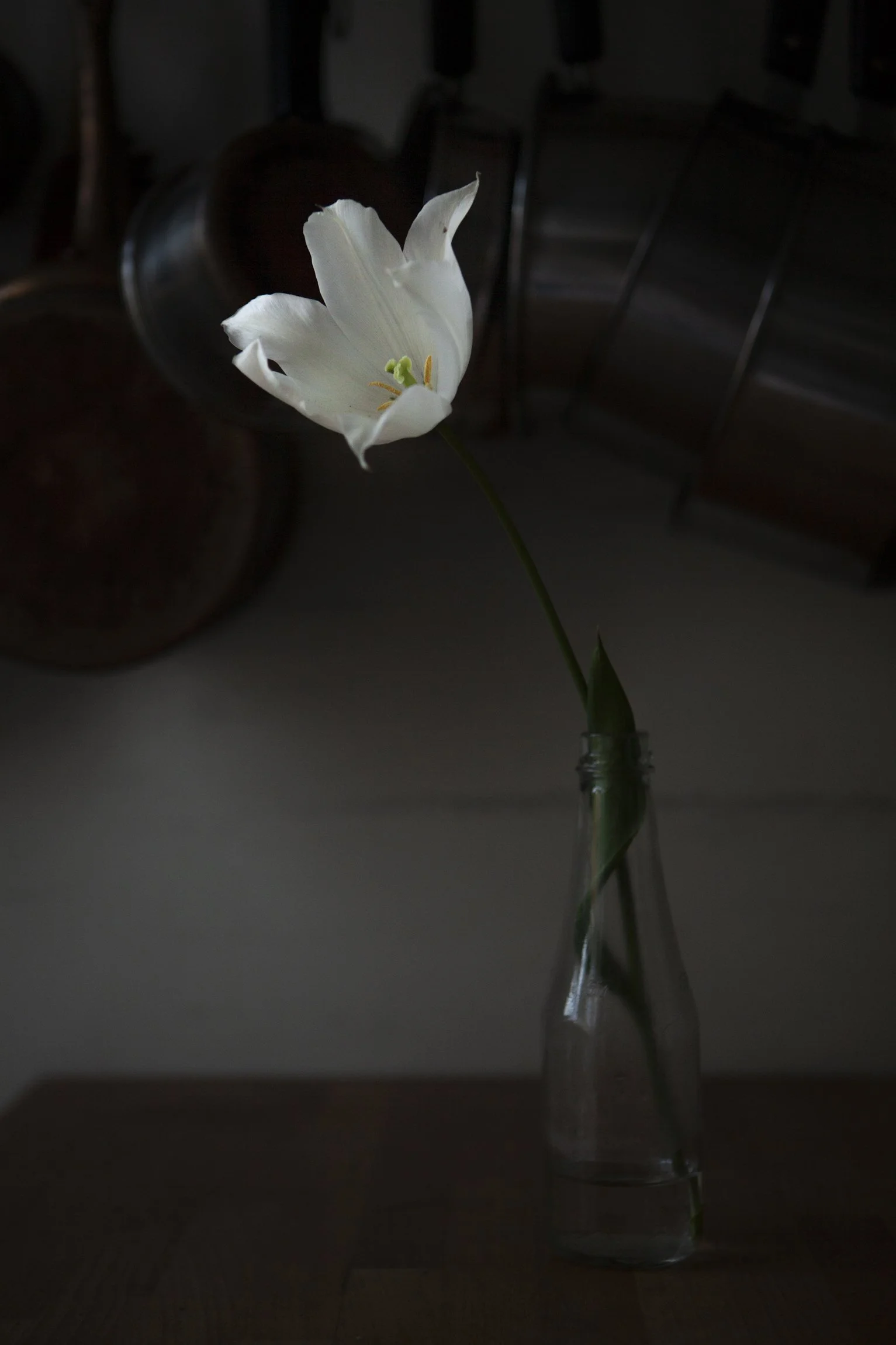 CMarchbank_ShotInIsolation_April 23_III.jpg