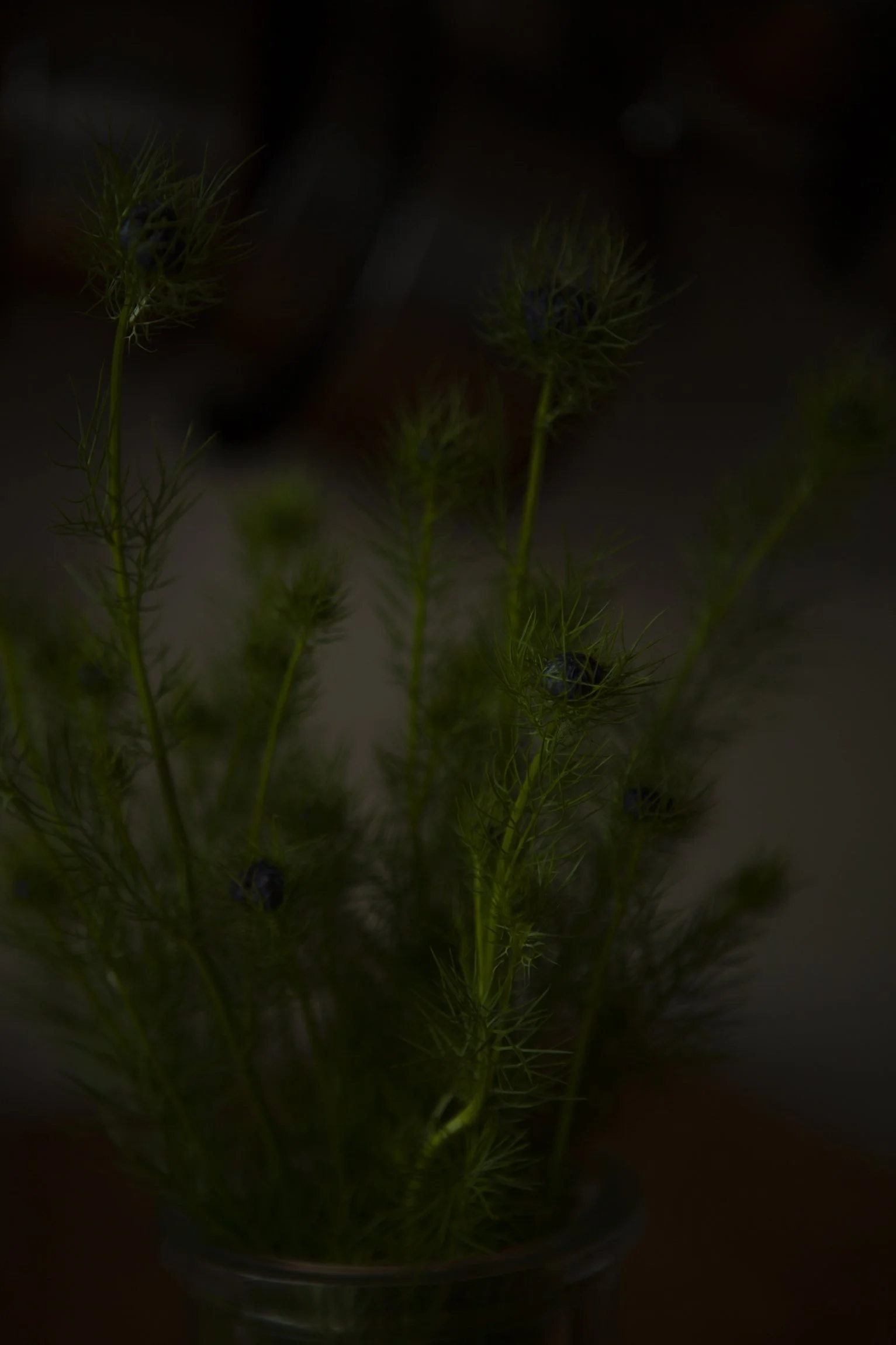 CMarchbank_ShotInIsolation_May 4_I.jpg