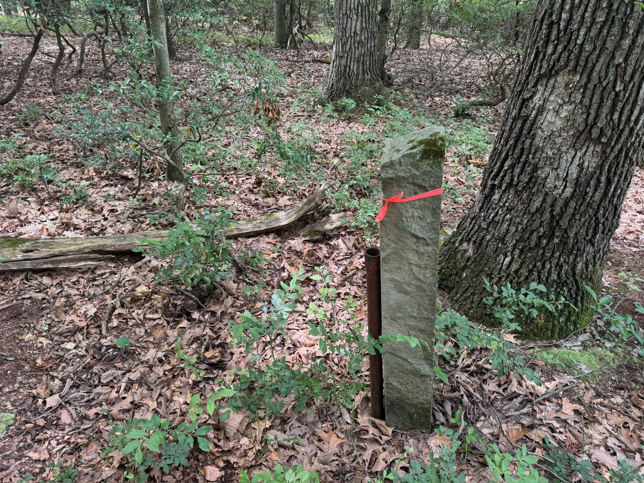 Wetland boundary flagging in a wooded parcel