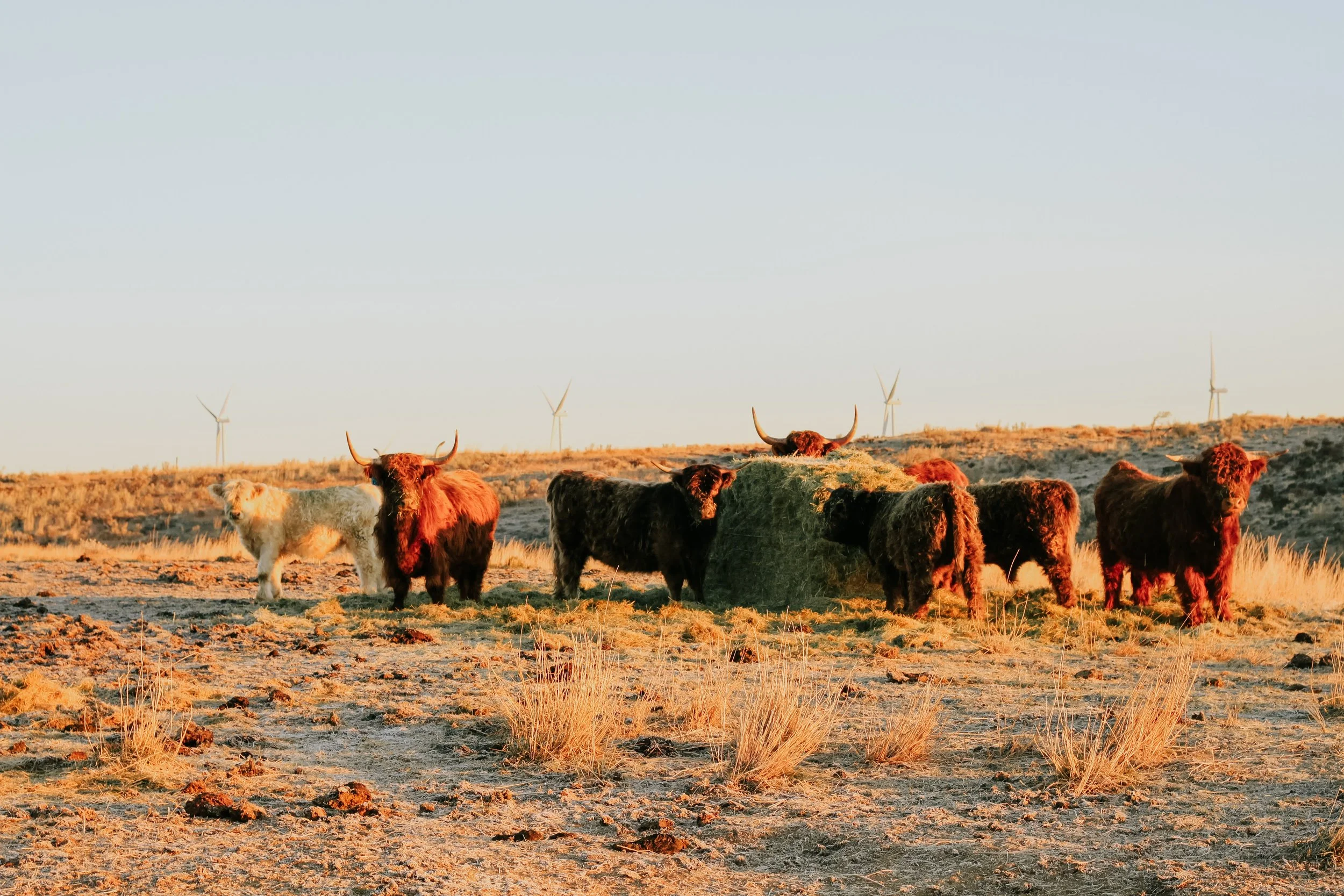 A herd of yaks grazing on a dry, grassy landscape during sunset with wind turbines in the background.