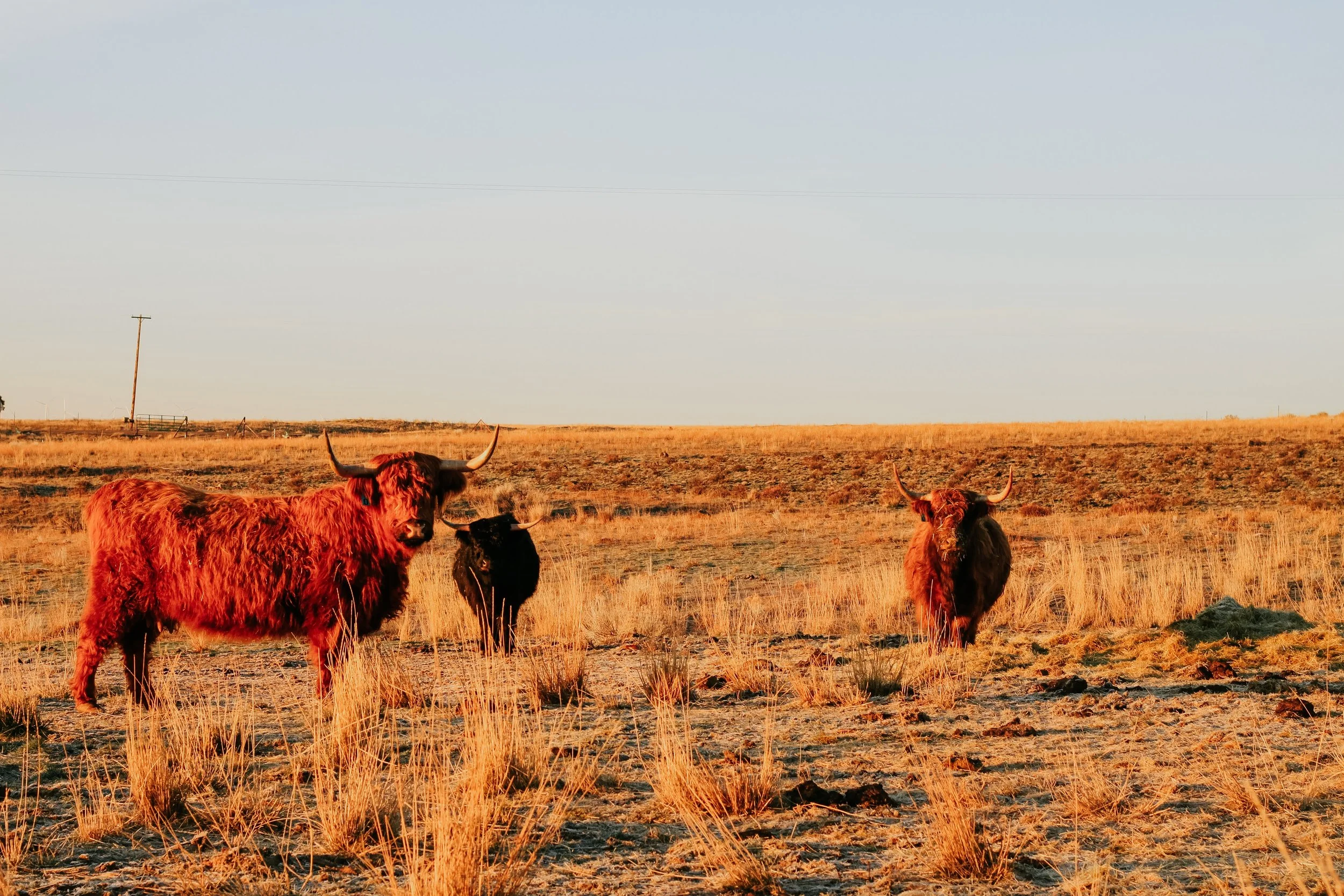 Three Highland cattle grazing in a dry, grassy field during sunset with a clear sky and utility poles in the distance.