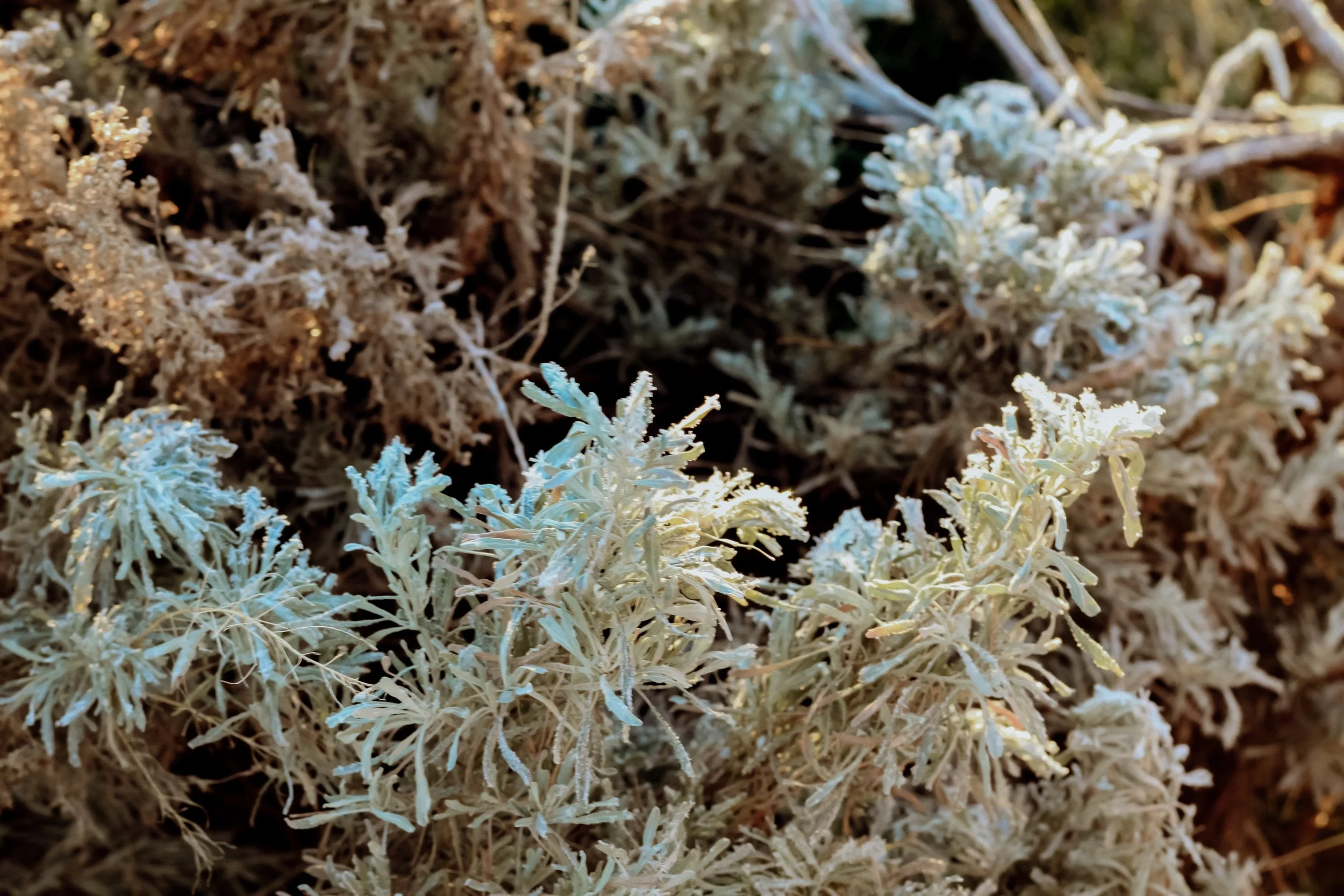 Close-up of frosted plants or moss on the ground in a natural outdoor setting.