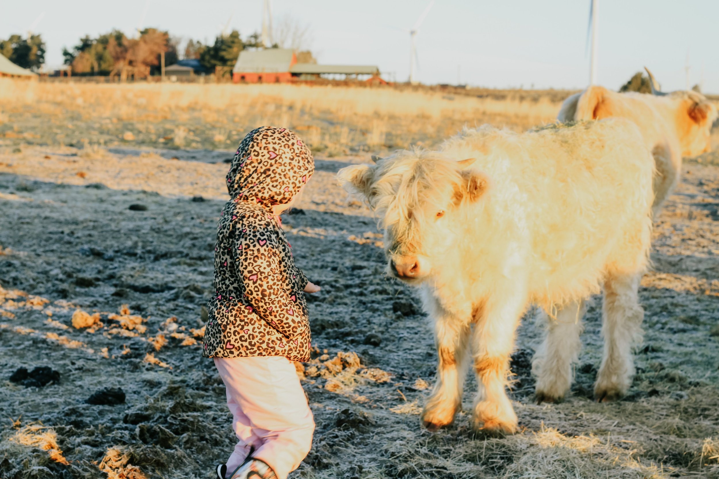 A young child in a leopard print jacket and pink pants standing near a large, fluffy white cow in a farm field during sunset.