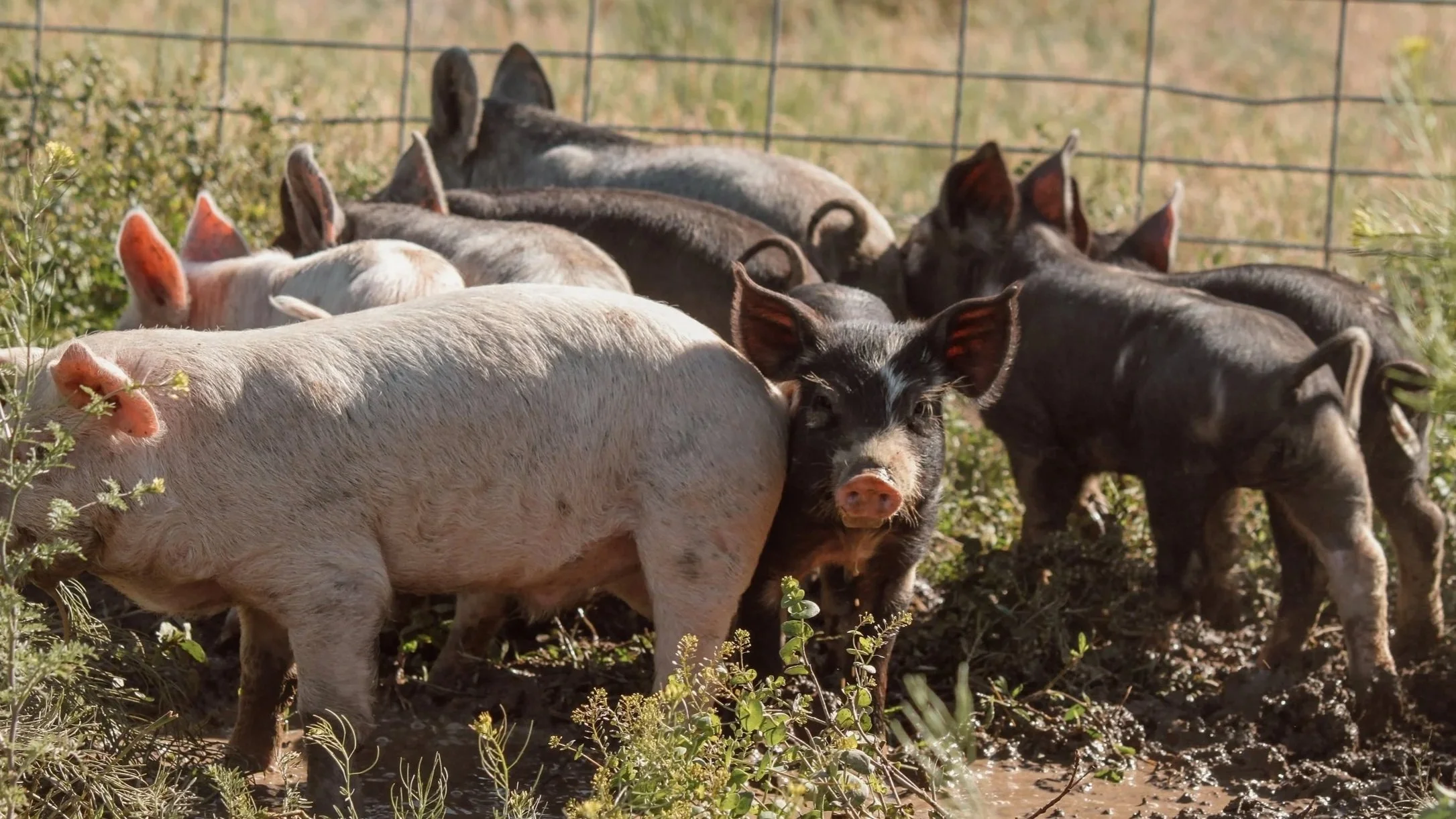 Group of piglets in a muddy outdoor pen, with a fence in the background, some piglets are black and others are light pink, and they are huddled together.