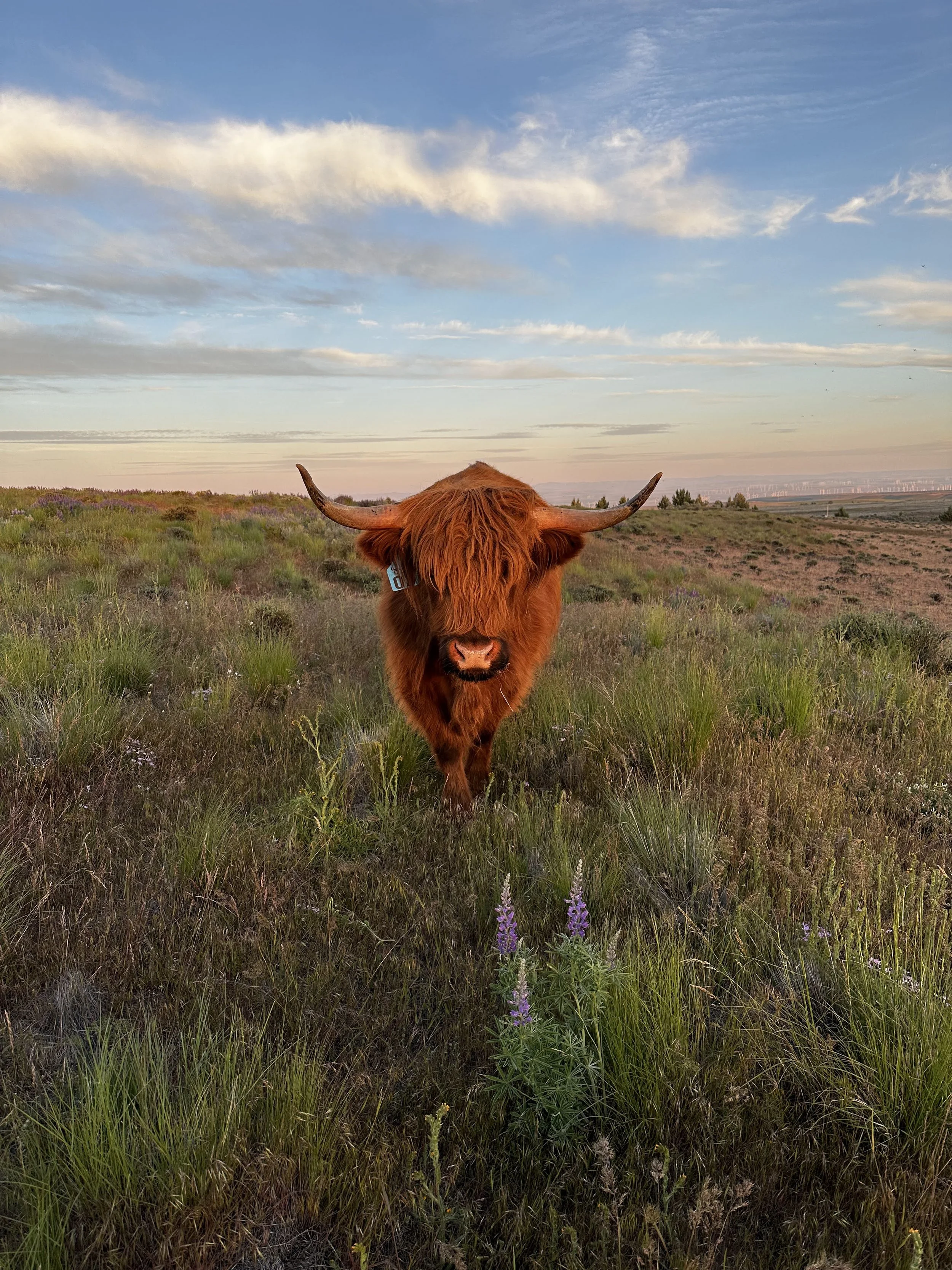 Highland cow in sunset, Crider Creek Cattle