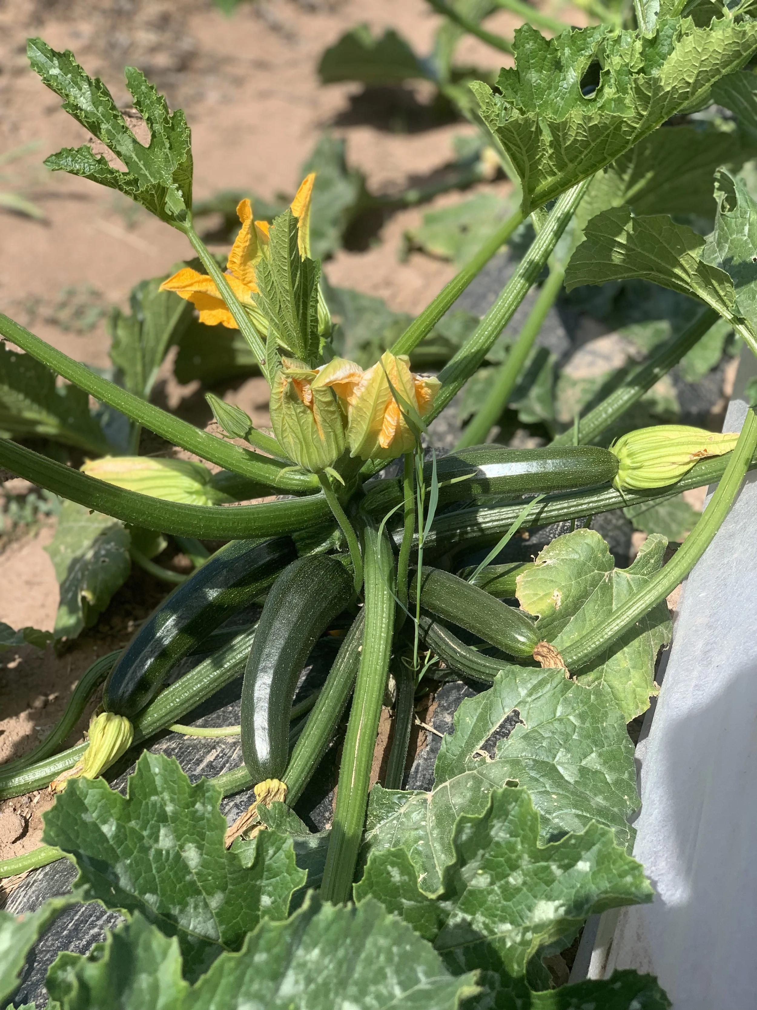 mediacion-huerta-y-taller-fermentos_@maider_sorasu