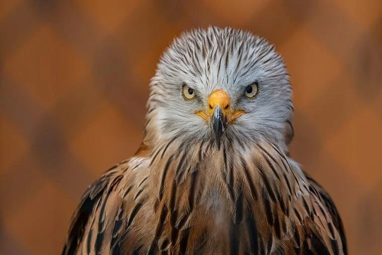 *Study | Brood awakening: how red kites weigh risk like feathered economists