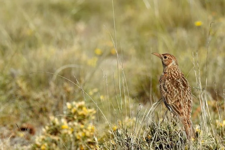 *Study | Overcoming technological constraints in the tracking of small, elusive birds