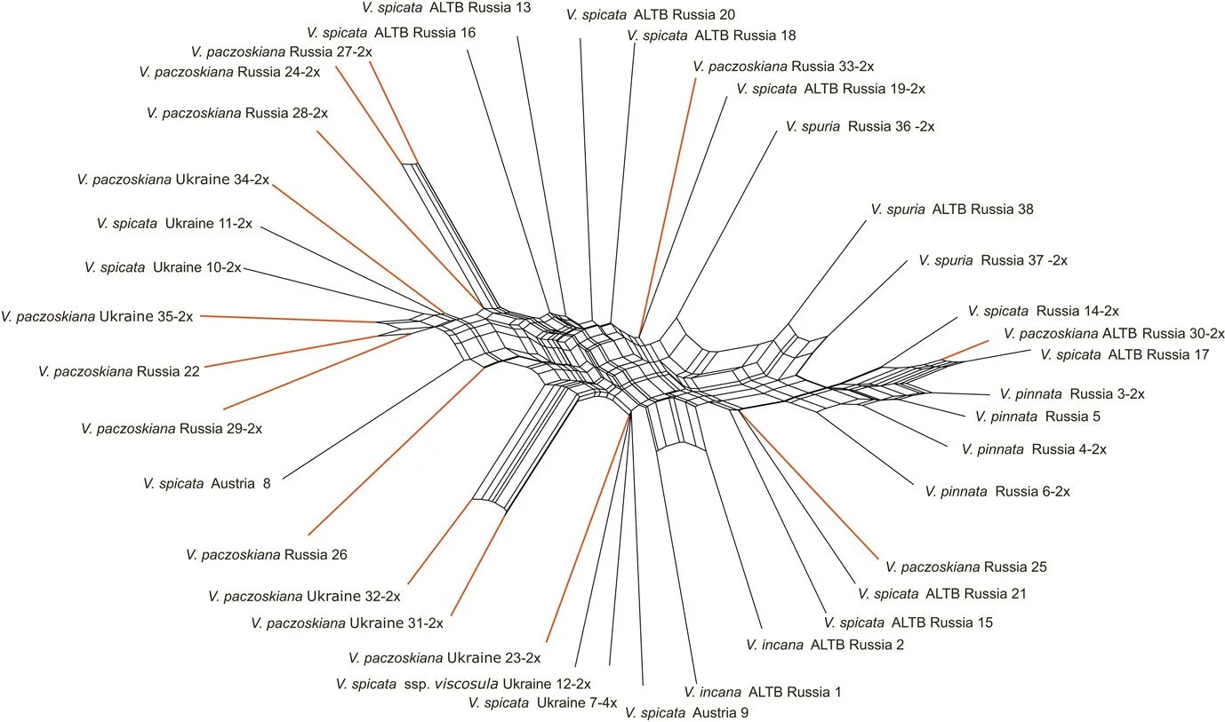 NEW PAPER: Veronica paczoskiana is no more than a pine forest ecotype of V. spicata that evolved independently in forest-steppes of Ukraine and the Altai region by Albach et al. The frequent transition between forest and grassland ecotypes parallels 