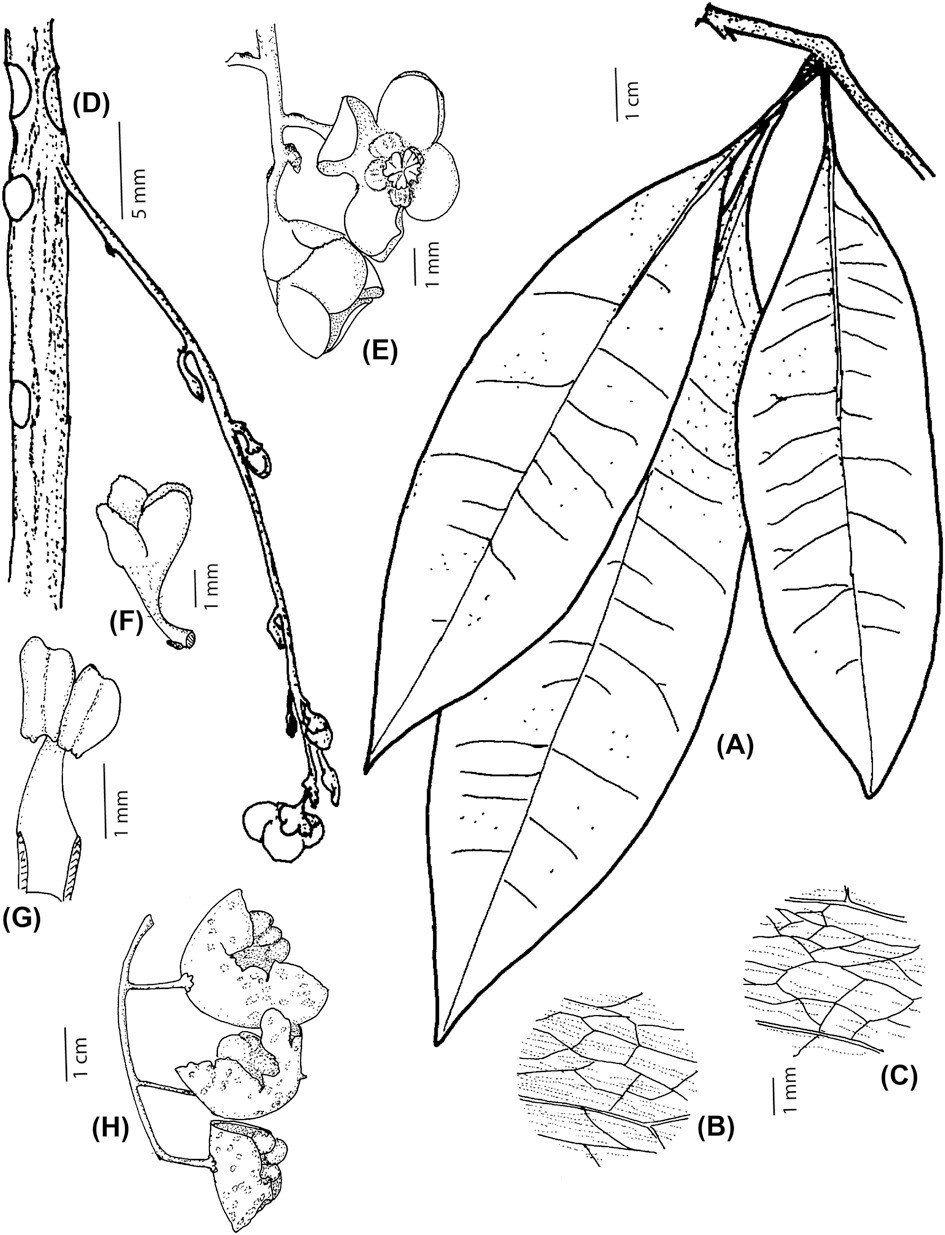 NEW PAPER: A taxonomic update of the genus Clavija (Theophrastaceae) in Colombia and Ecuador by St&aring;hl. Two new species are described (C. neivea &amp; C. zamorae) and a new lectotype of C. membranacea Mez is selected.
https://vist.ly/4sy3u @nord