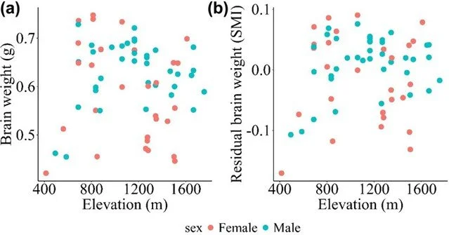Tradeoffs between brain and digestive tissues across elevations in Typhlomys daloushanensis: evidence for sexual dimorphism https://vist.ly/4tnx7 #Dormice #DigestiveTractTheory #ElevationGradient