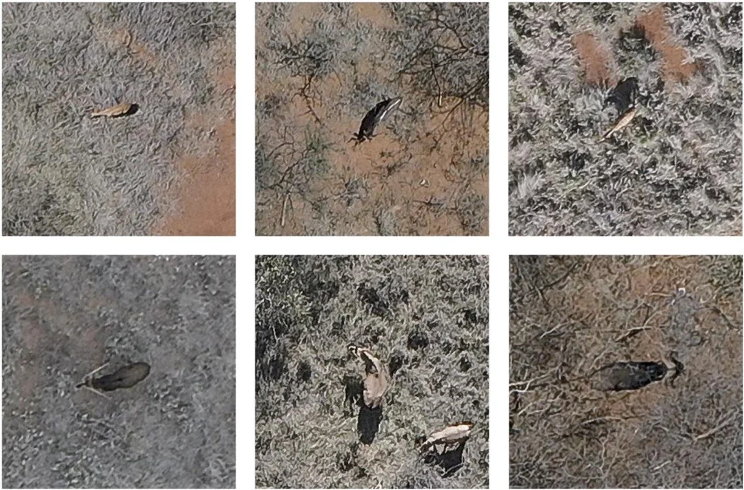 Evaluating machine learning models for multi-species wildlife detection and identification on remote sensed nadir imagery in South African savanna https://vist.ly/4txua #Ungulates #MachineLearning #RemoteSensing