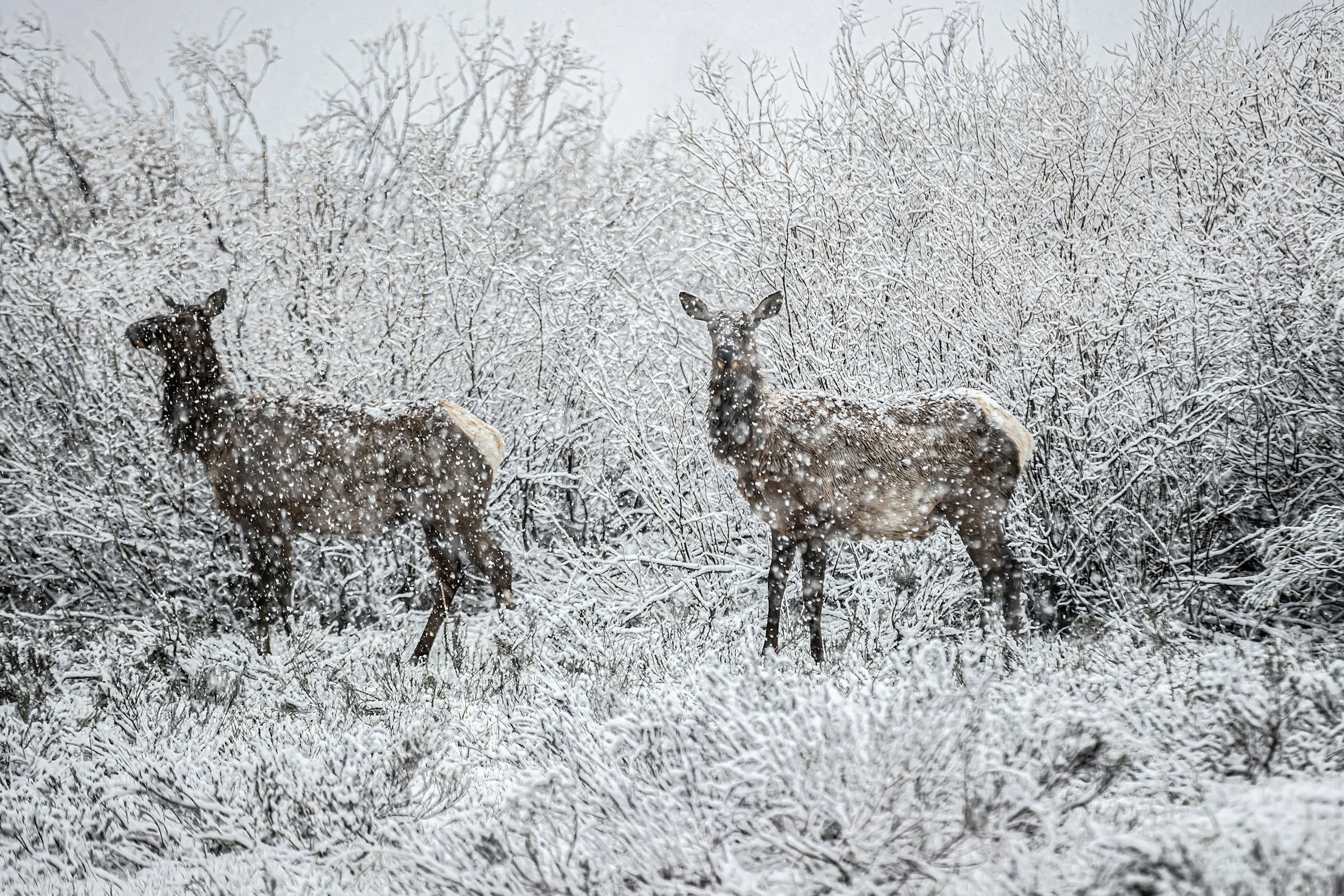 Editor’s Choice | Environmental predictability and mule deer movement