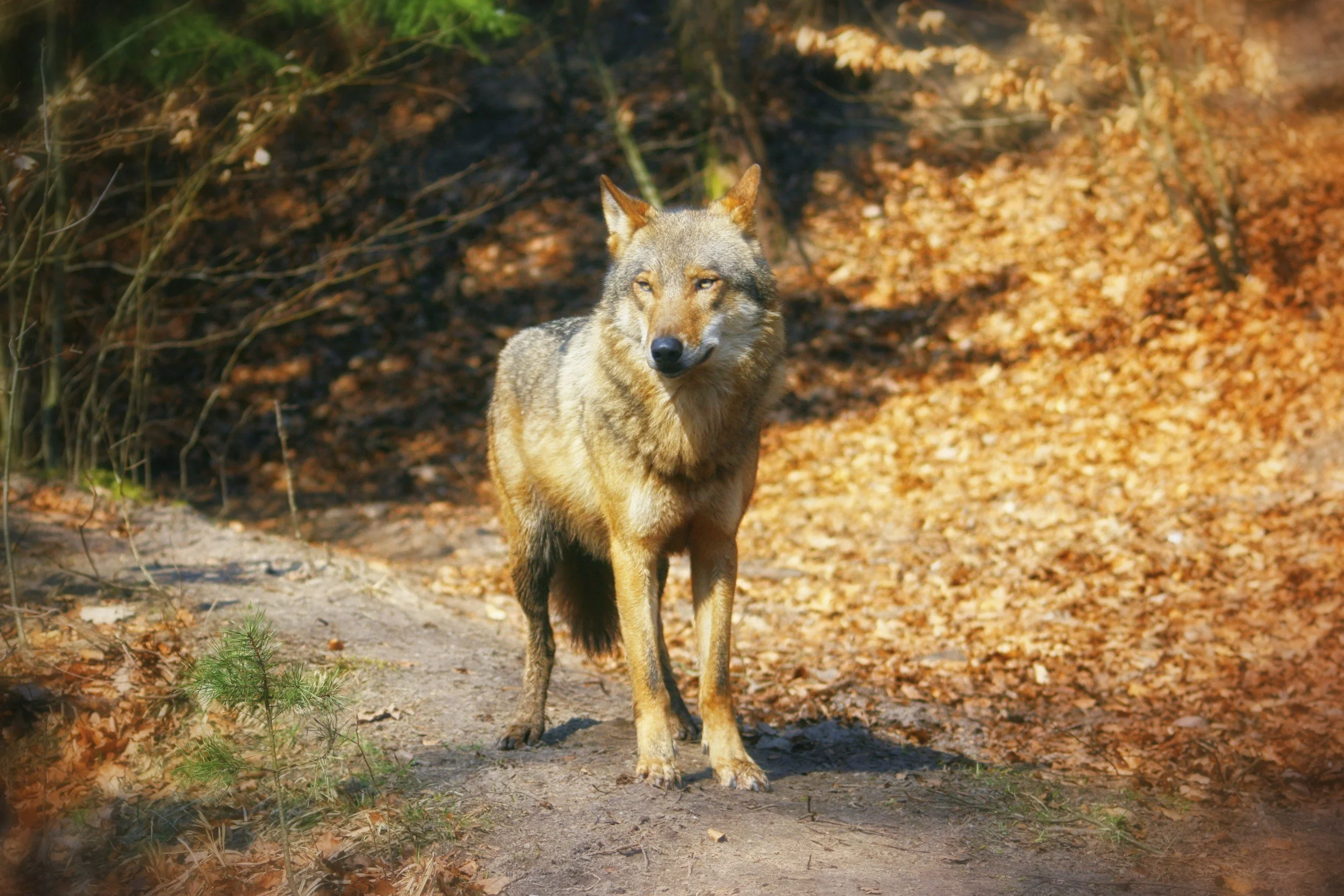 Call for Papers | Special issue on “Wolves in a Changing World”