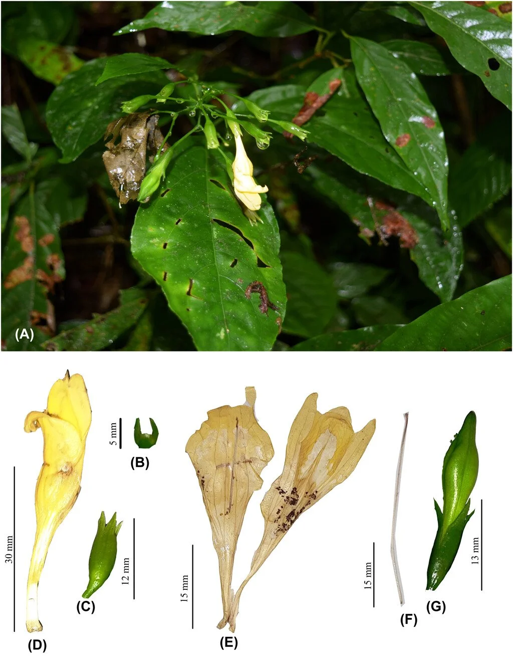 NEW PAPER: Typification and rediscovery of Phialacanthus griffithii Benth. &amp; Hook.f. (Acanthaceae) in Arunachal Pradesh, India by Tiwari. The species wasvrediscovered in 2023 after a 160-year gap.
https://vist.ly/4uiju
This article has a correcti